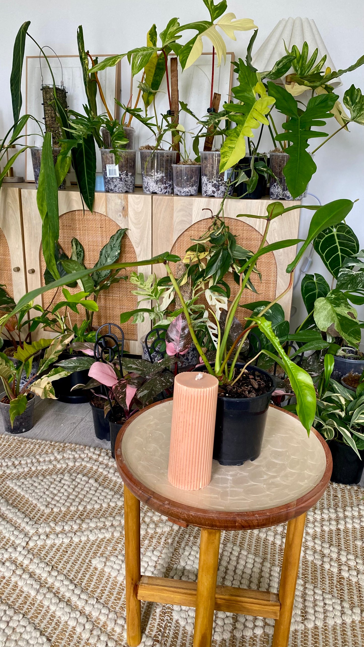 Philodendron Joepii