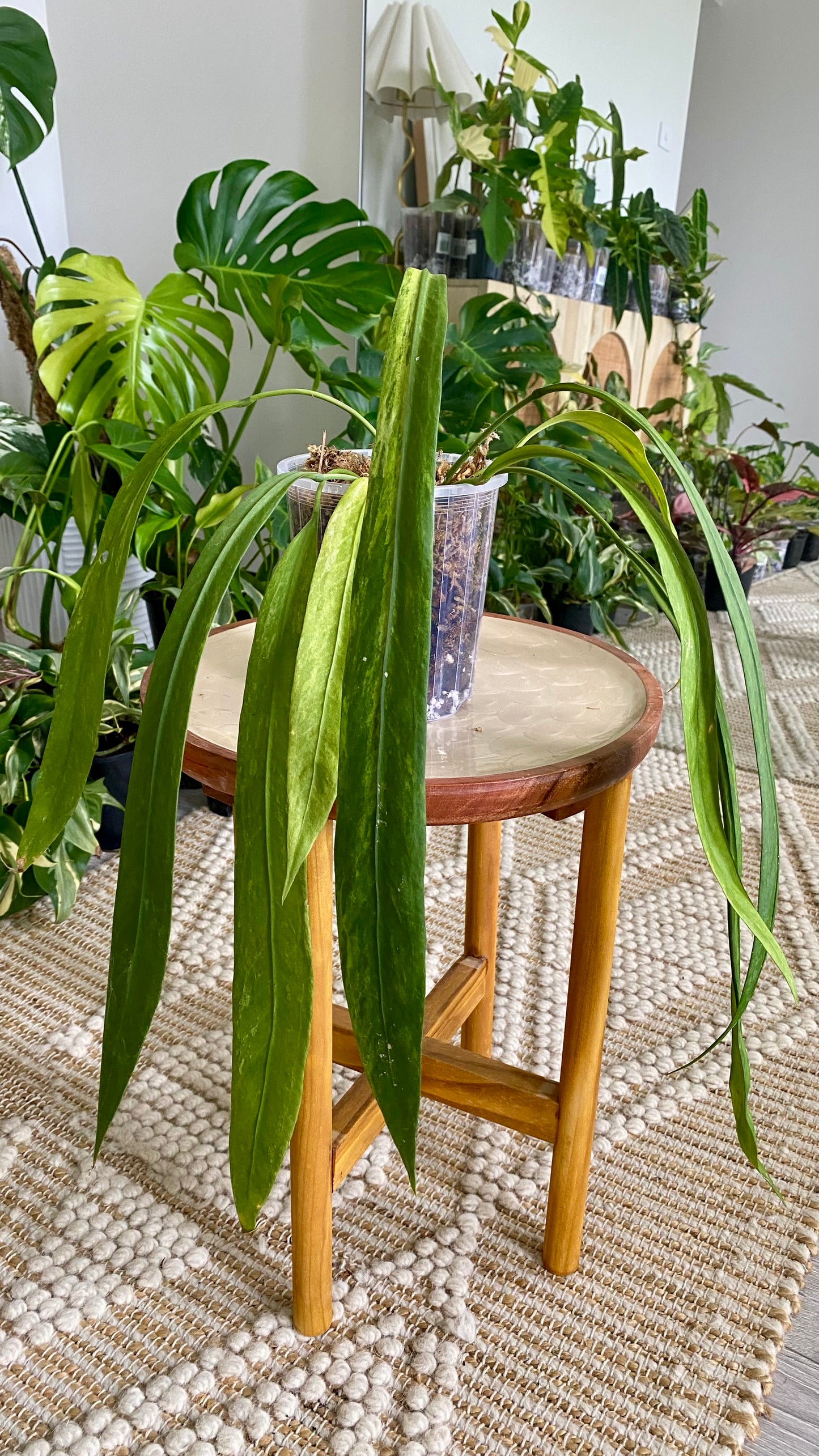 Anthurium Vittarifolium Variegated