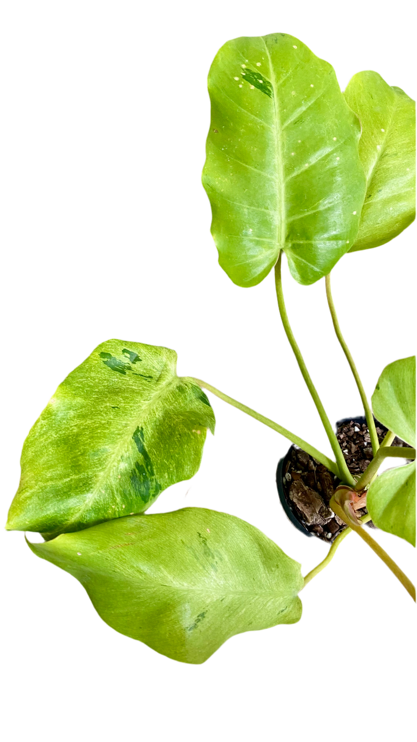 Philodendron Snowdrift