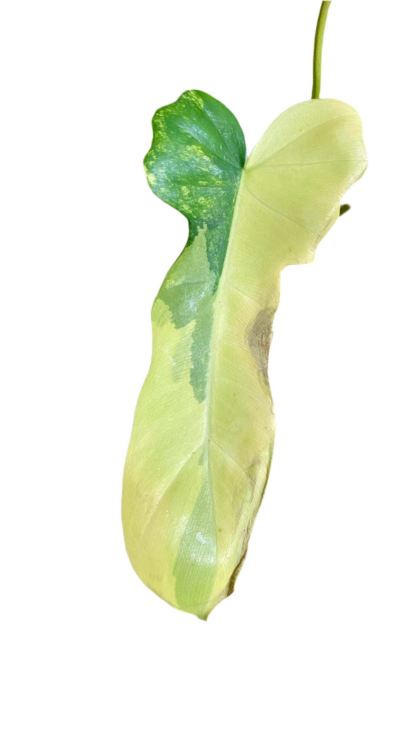 Philodendron Beauty * P. Mayoi Variegated