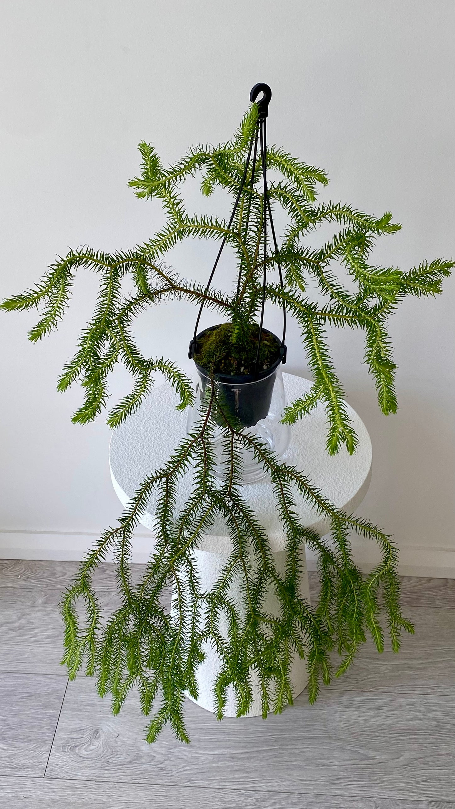 Queensland Fine Rock Tassel Fern