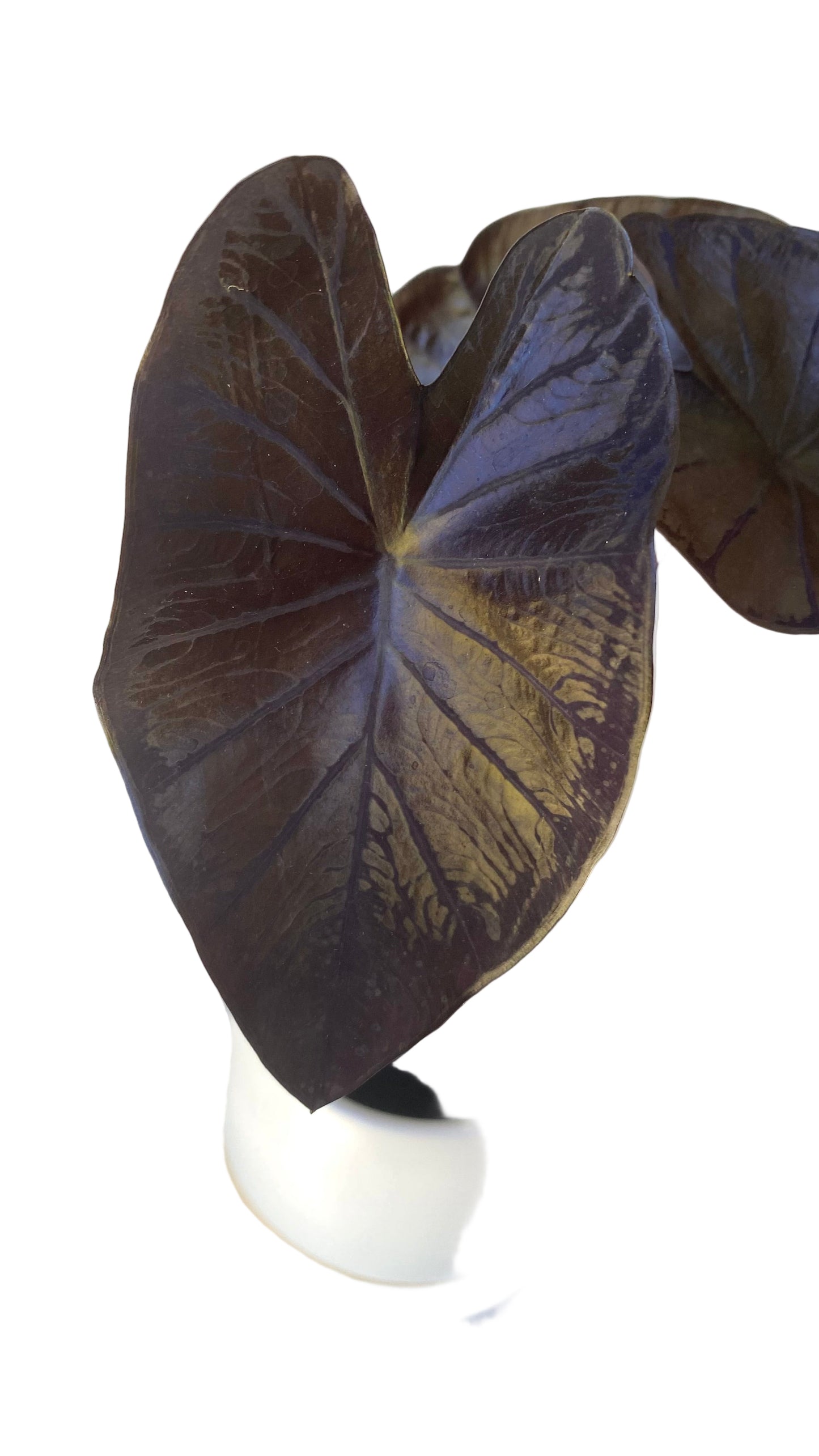Colocasia Black Coral