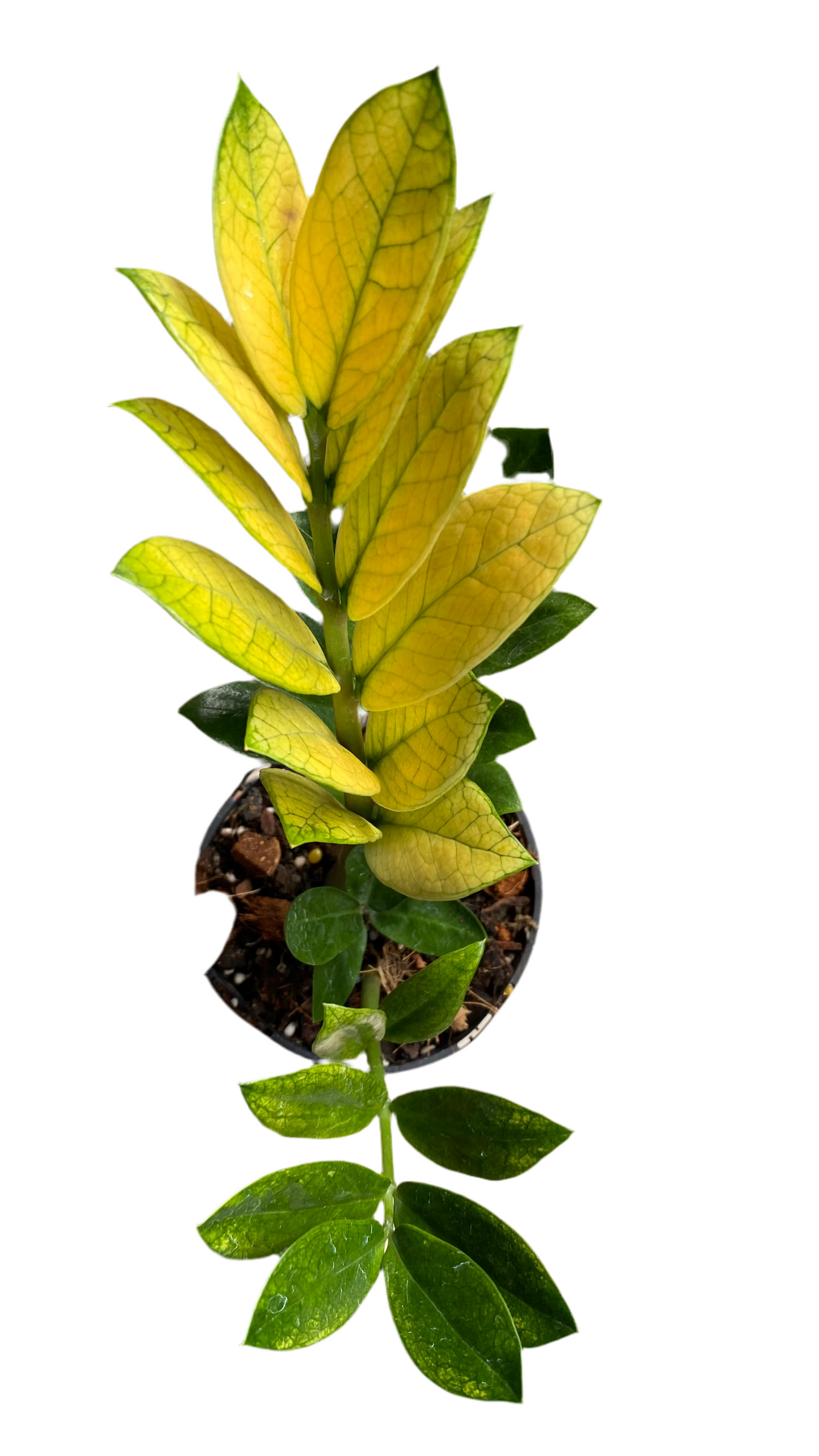 Zamioculcas Zamiifolia - Akebono