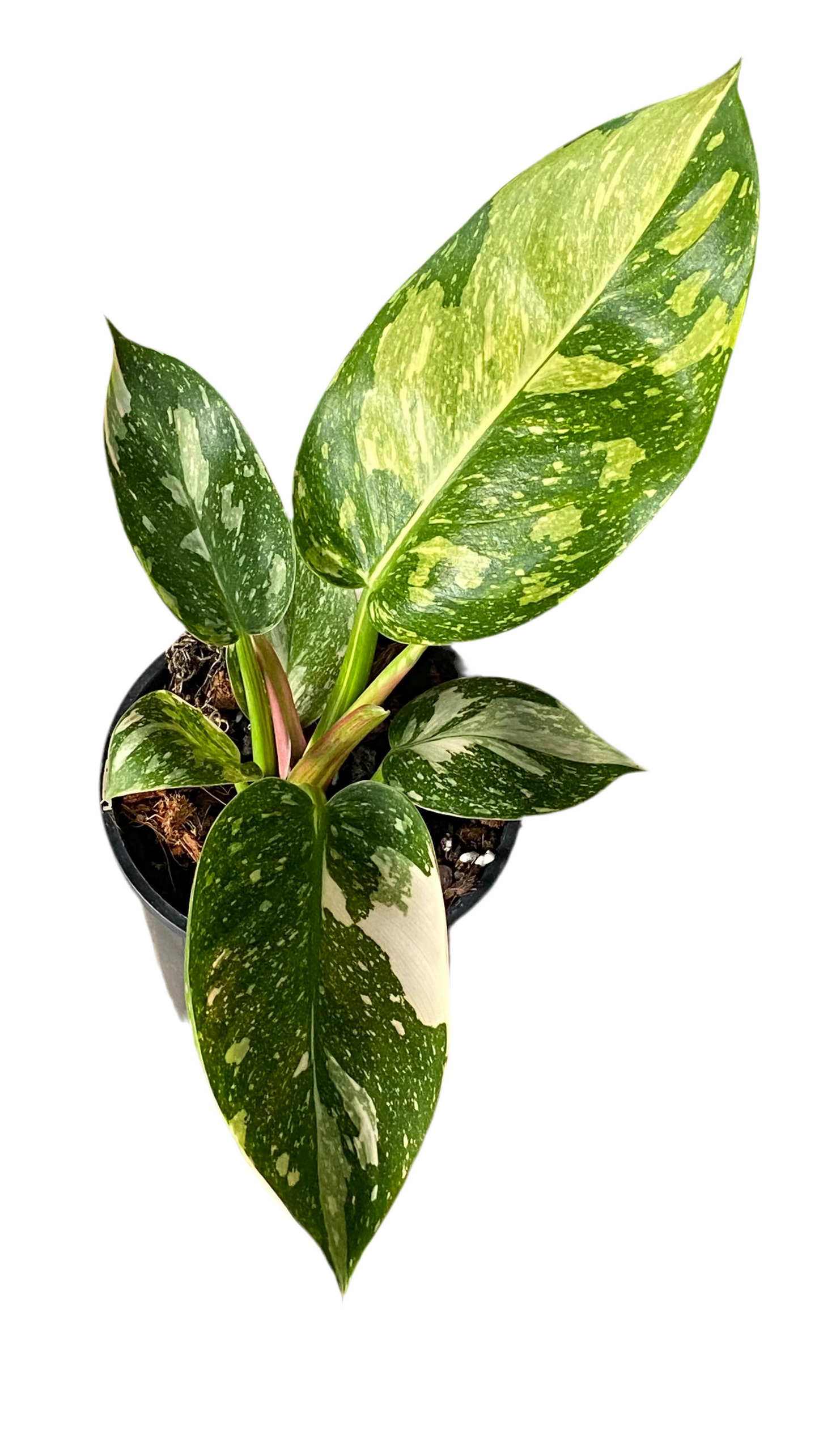 Philodendron Green Congo Nuclear