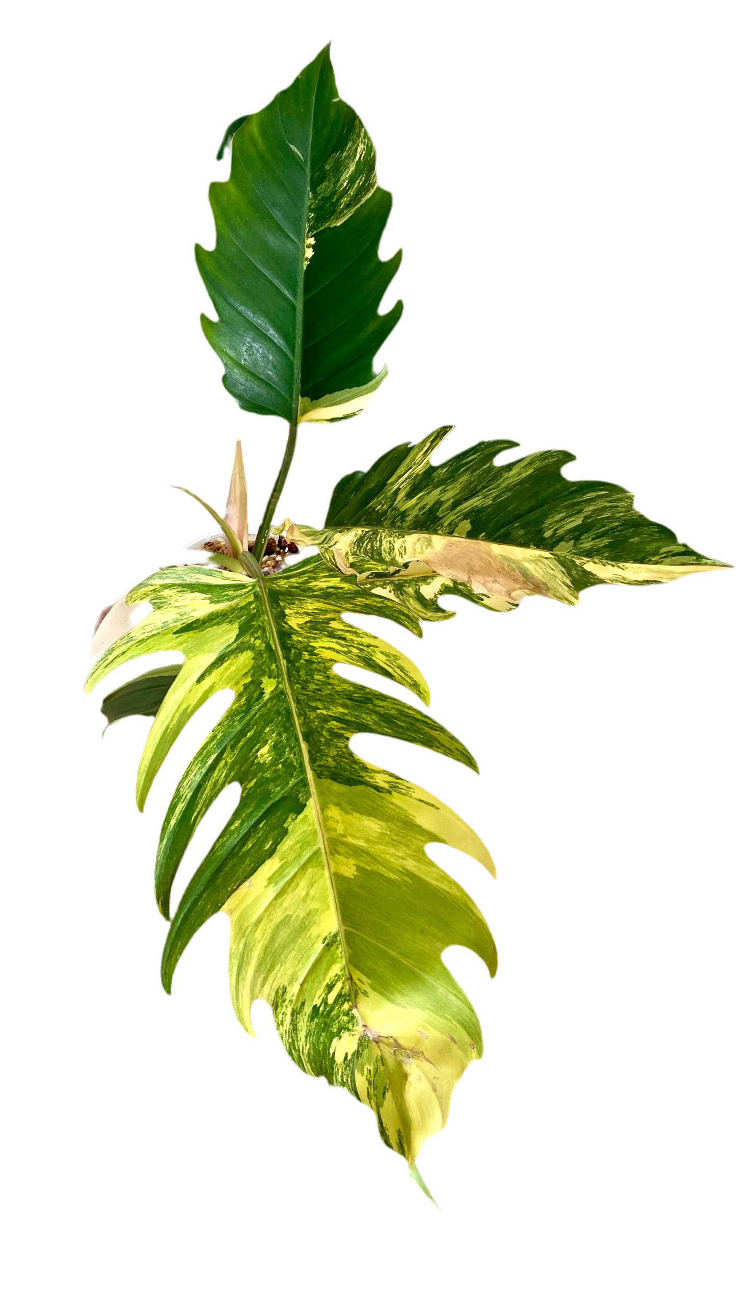 Philodendron Caramel Mable Variegated
