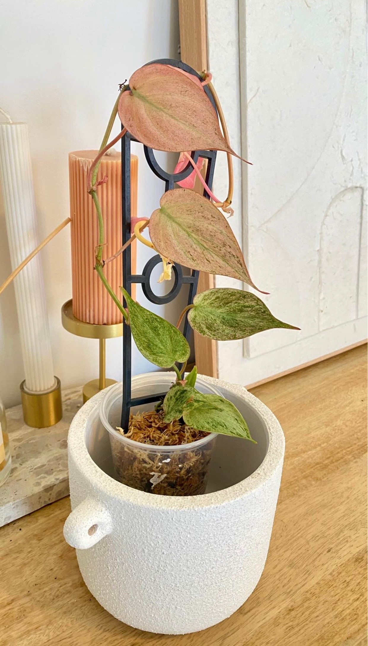 Philodendron Micans Mint Variegated