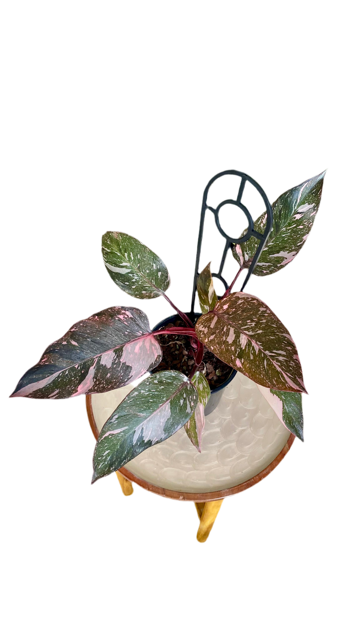 Philodendron Pink Princess Mable Galaxy