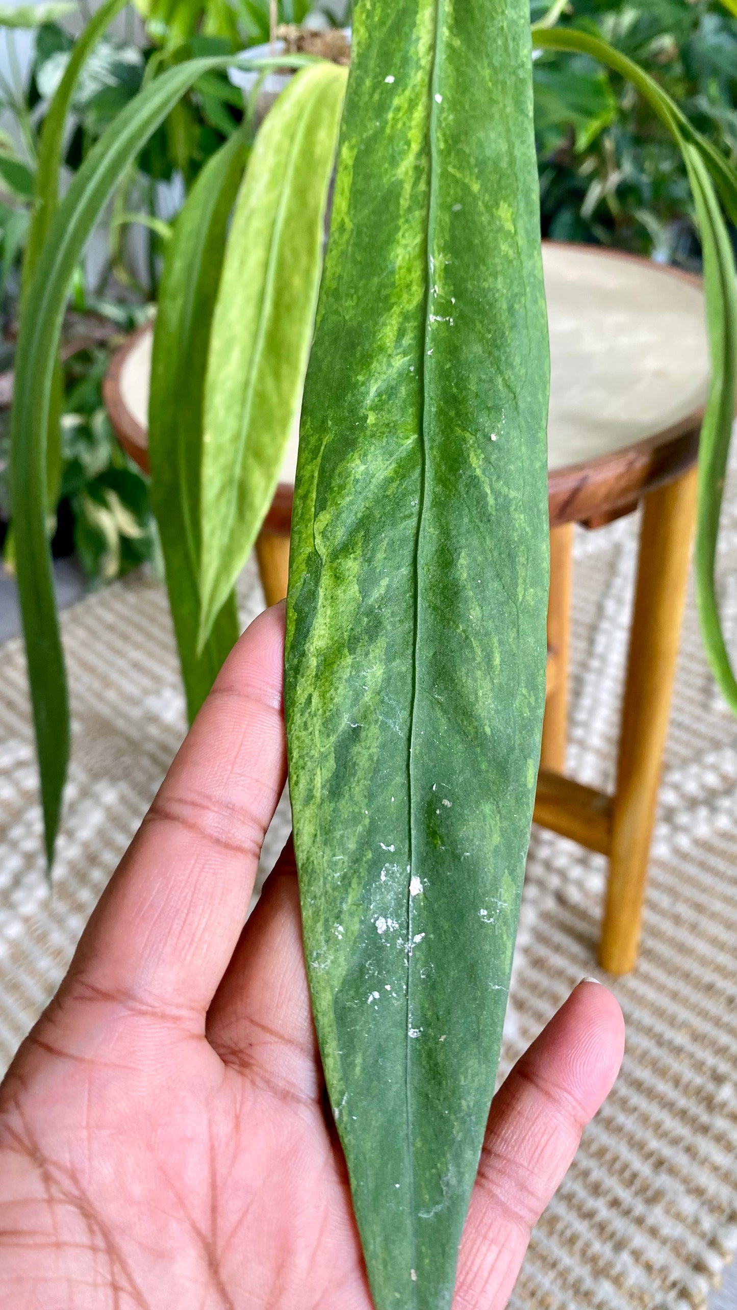 Anthurium Vittarifolium Variegated