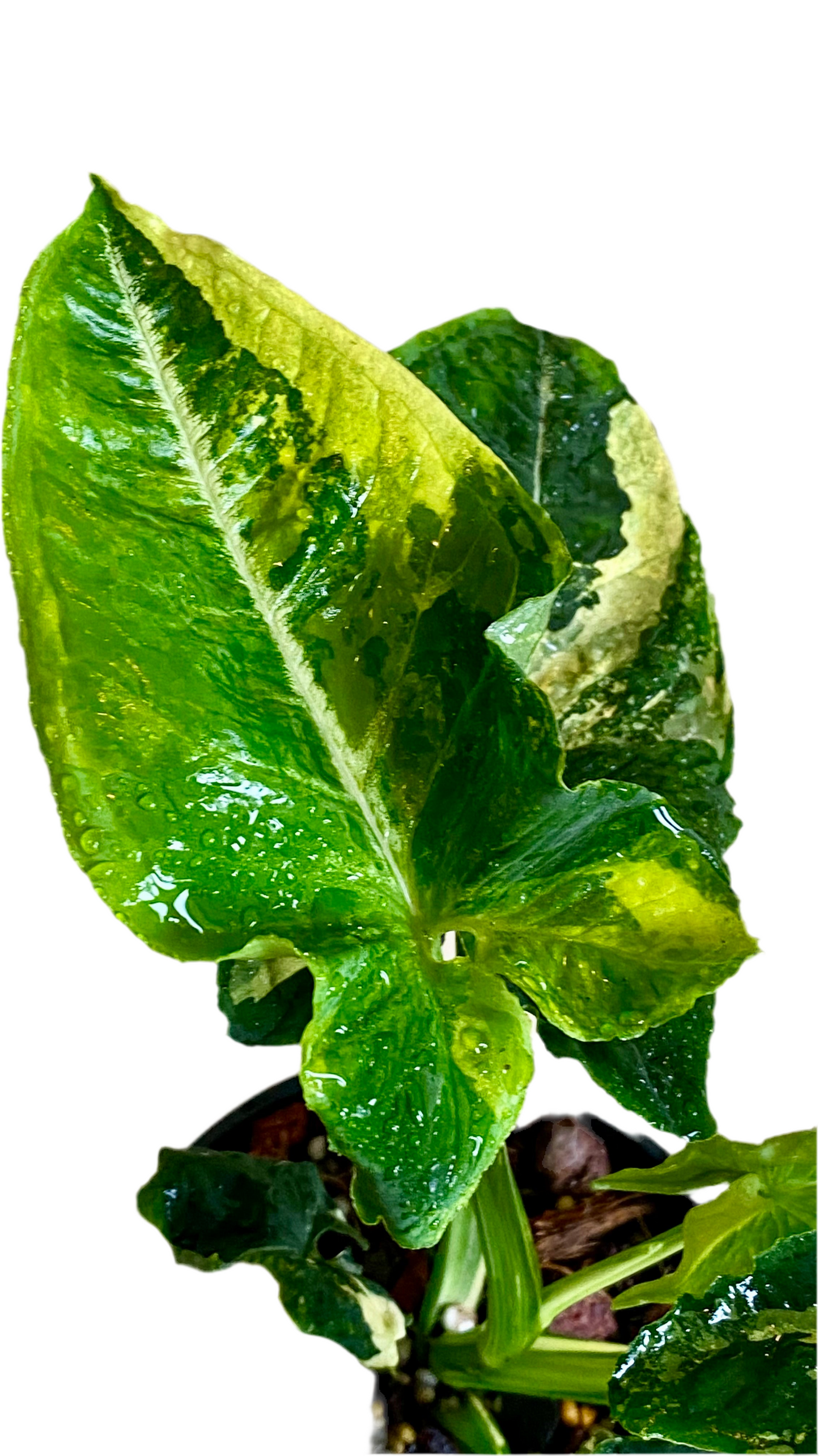 Syngonium Scrambled Eggs