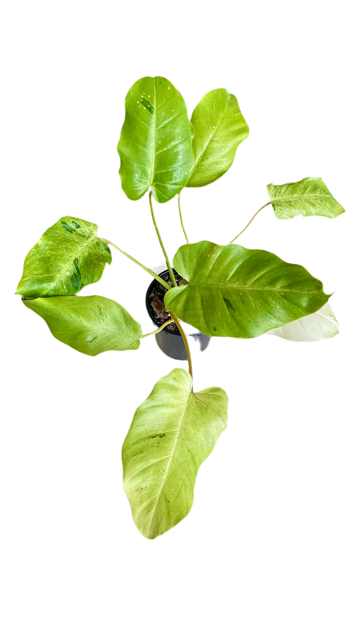 Philodendron Snowdrift