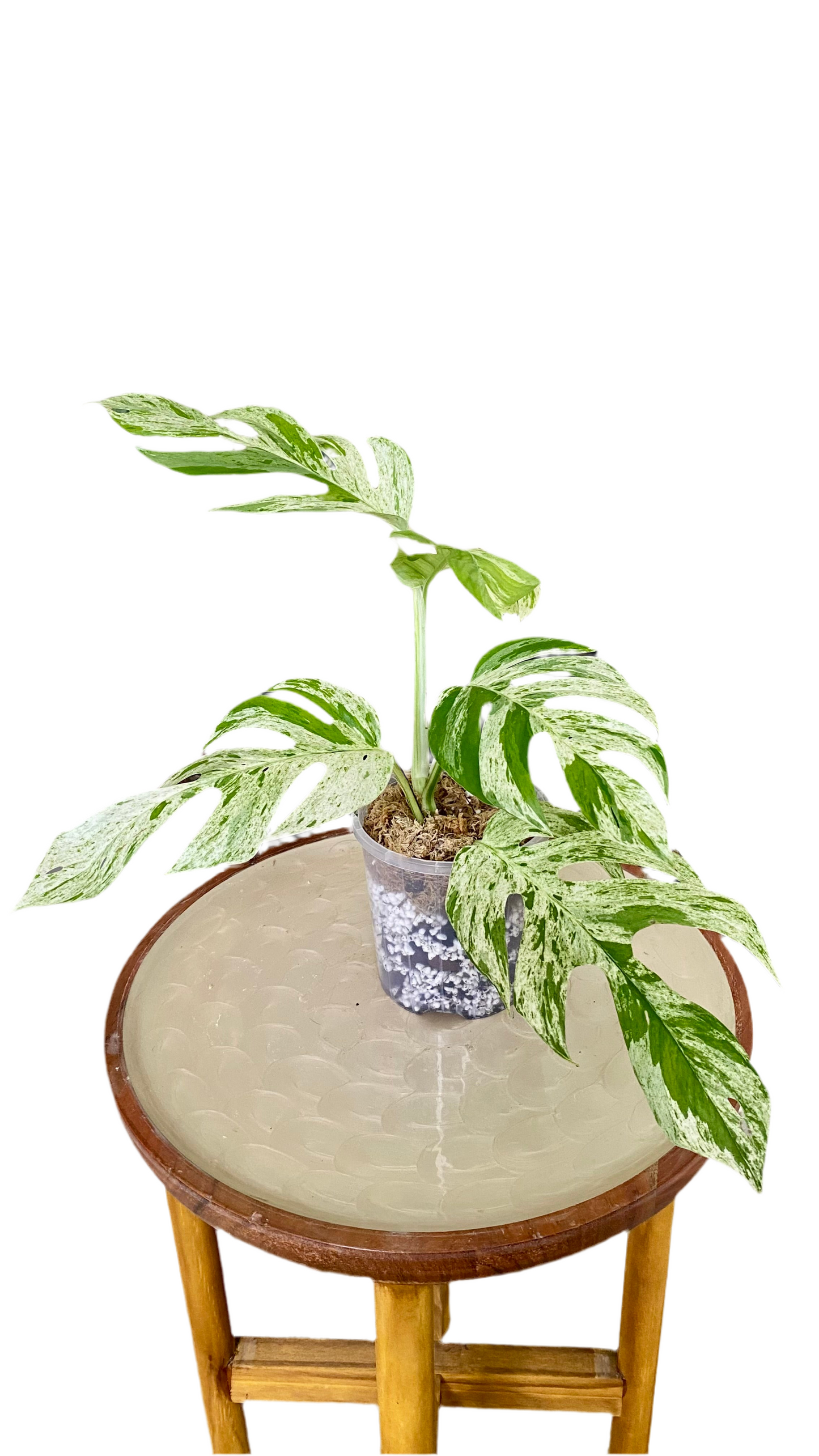 Epipremnum Pinnatum Marble Variegated