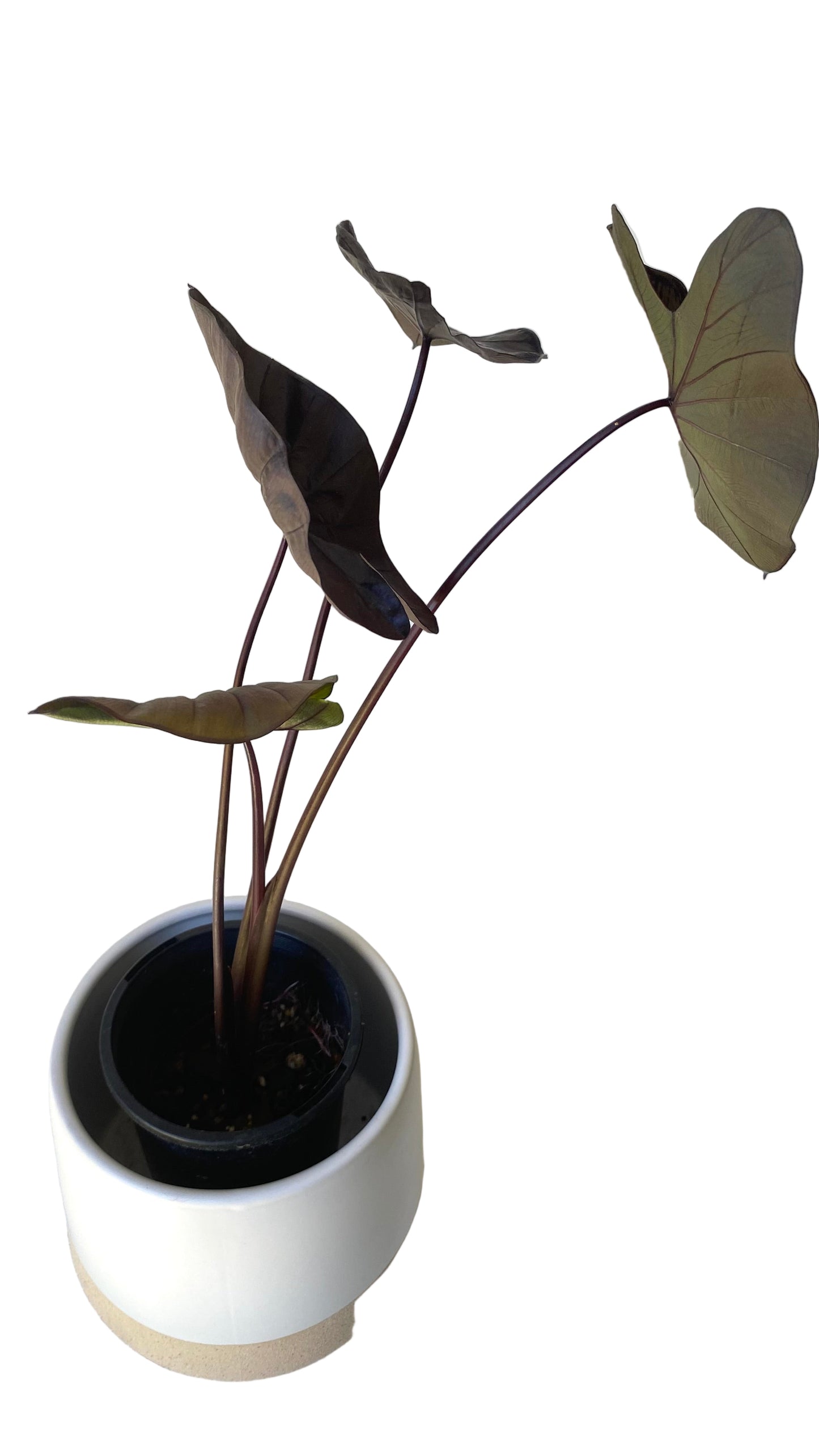 Colocasia Black Coral