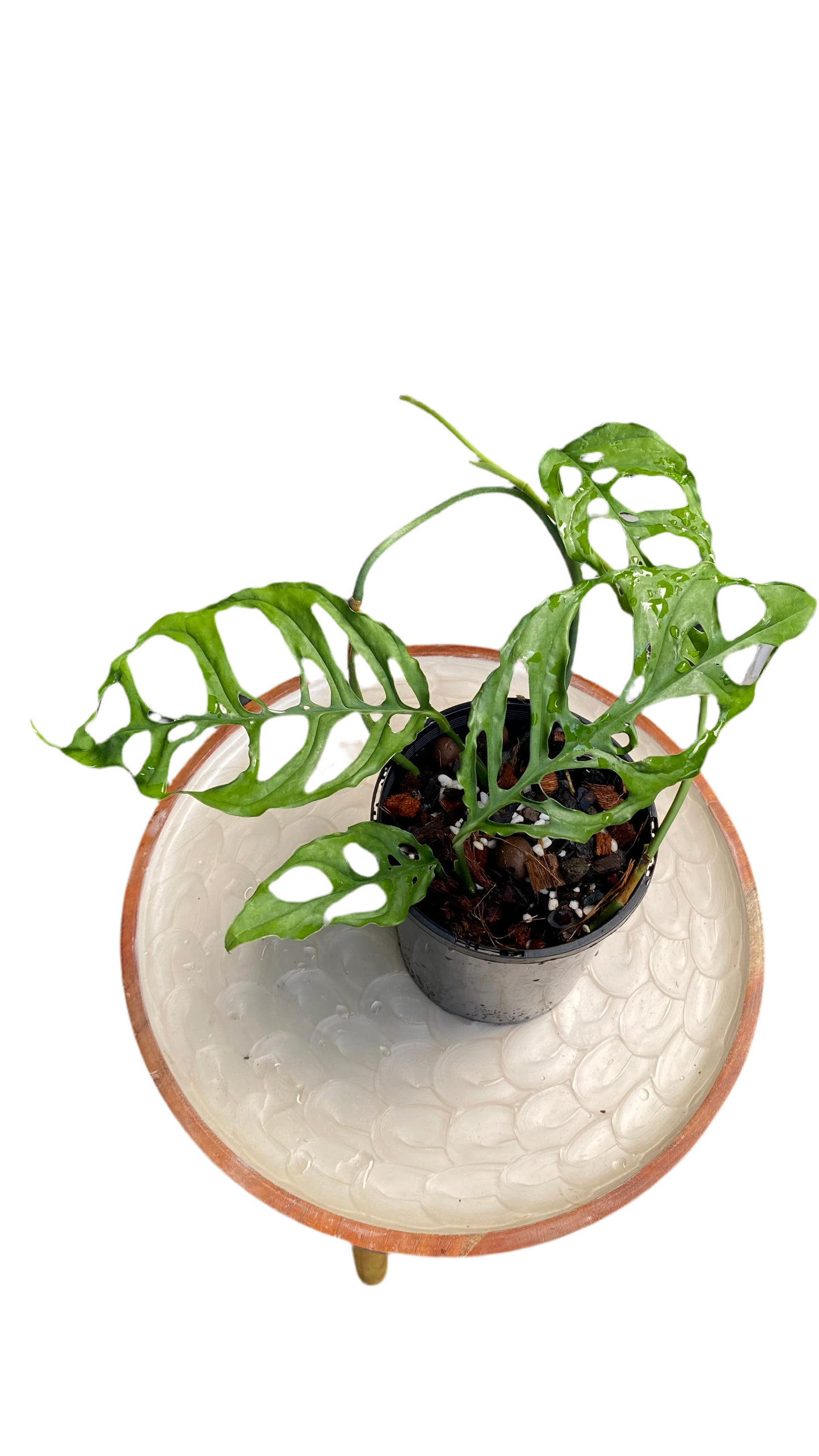 Monstera Obliqua - Peru