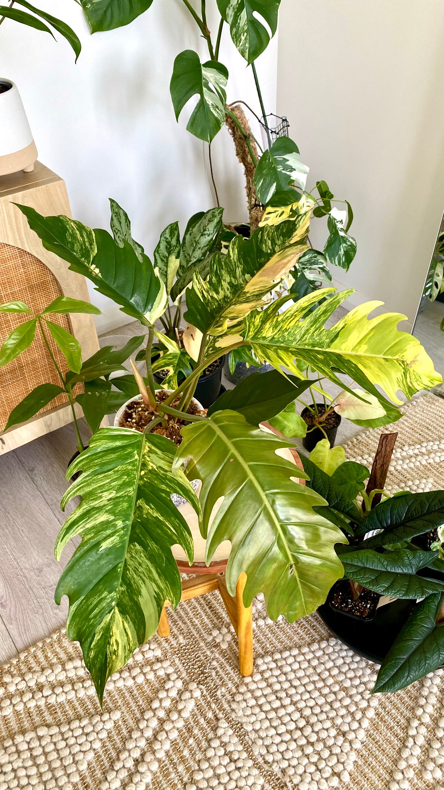 Philodendron Caramel Mable Variegated