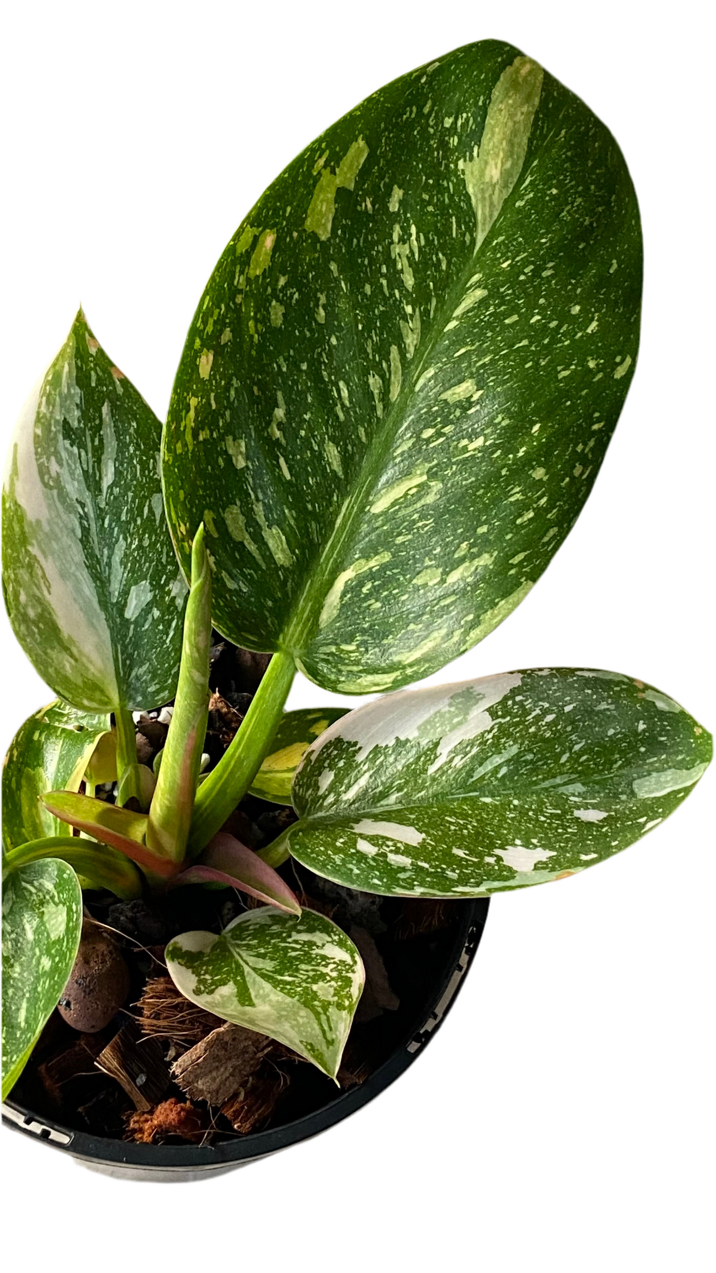 Philodendron Green Congo Nuclear