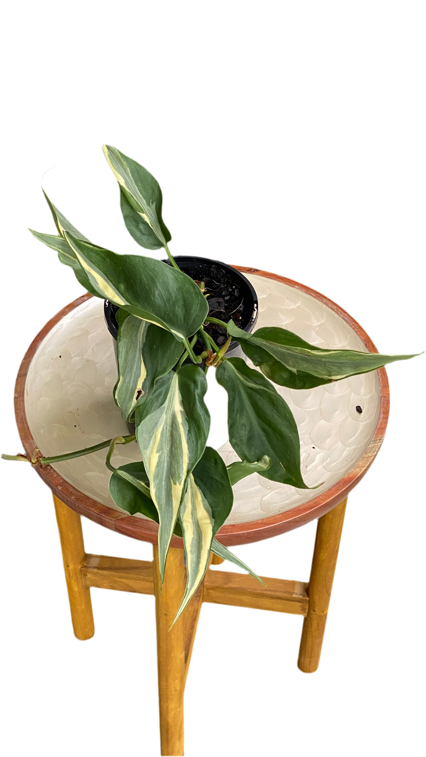 Philodendron Hederaceum - Rio