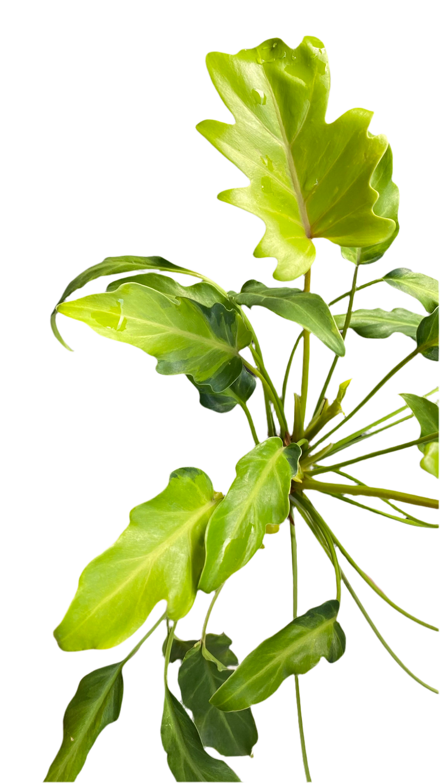 Philodendron Xanadu Variegated