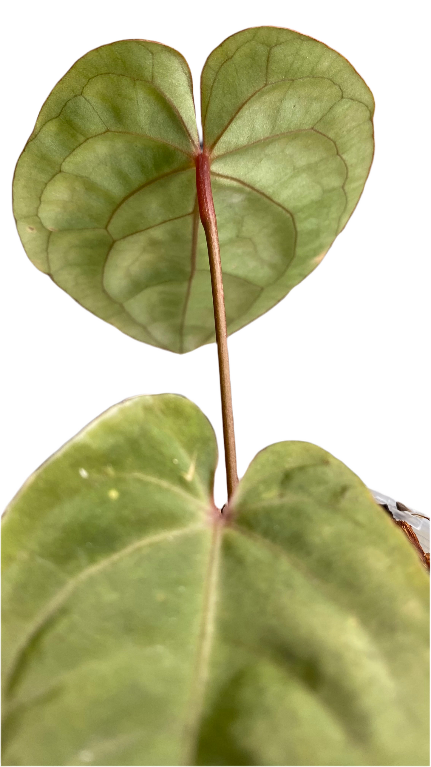 Anthurium Hoffmannii Red Sinus 'Blood Moon'