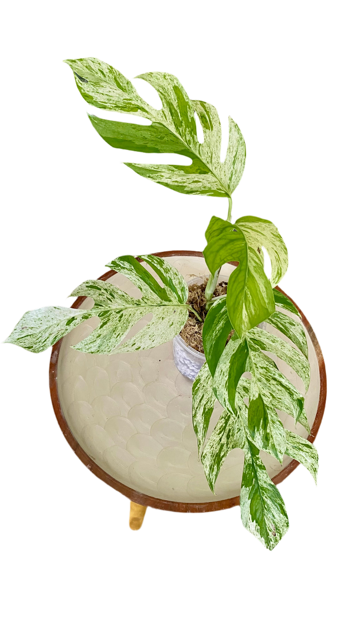 Epipremnum Pinnatum Marble Variegated