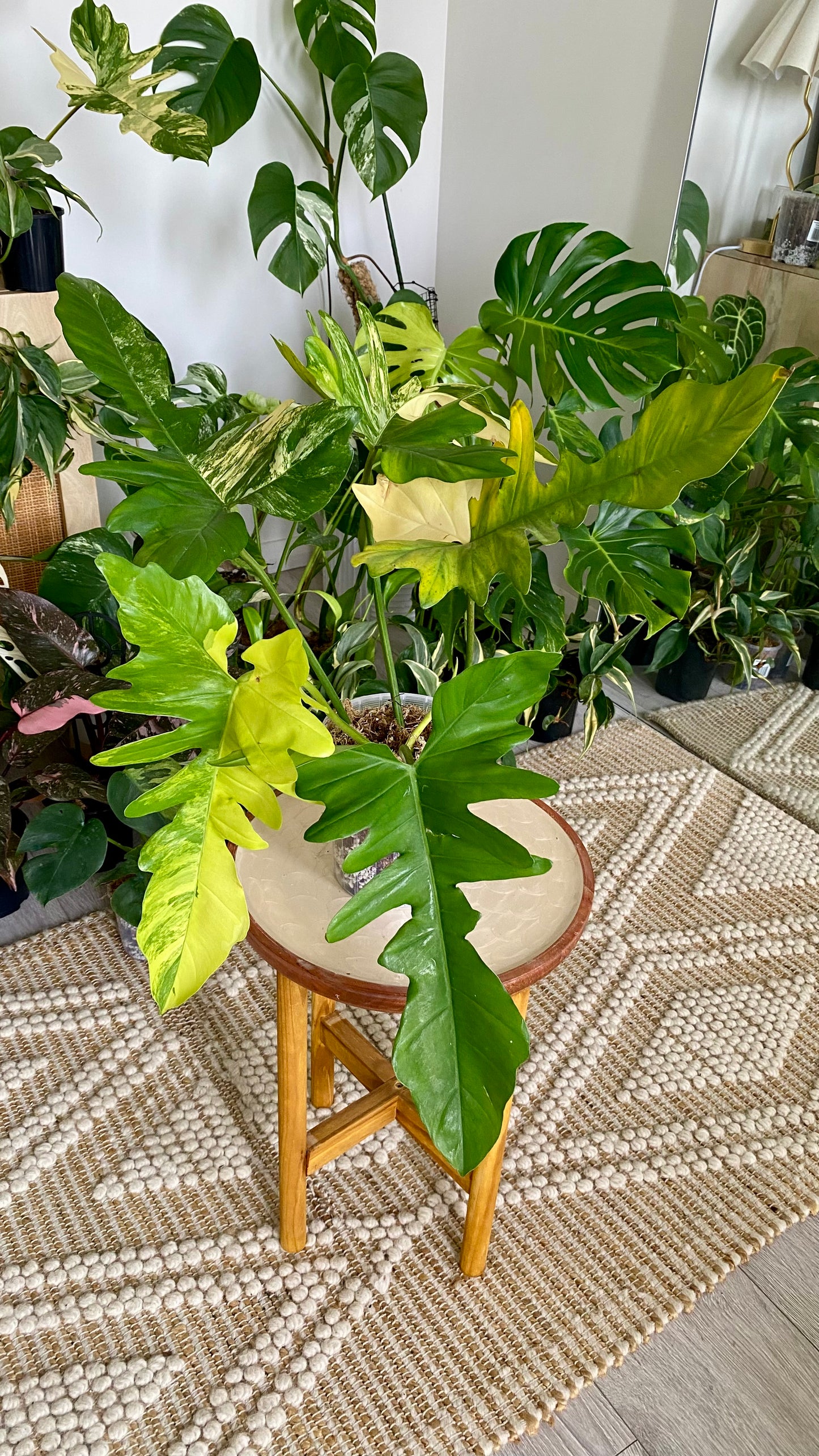 Philodendron Beauty * P. Mayoi Variegated