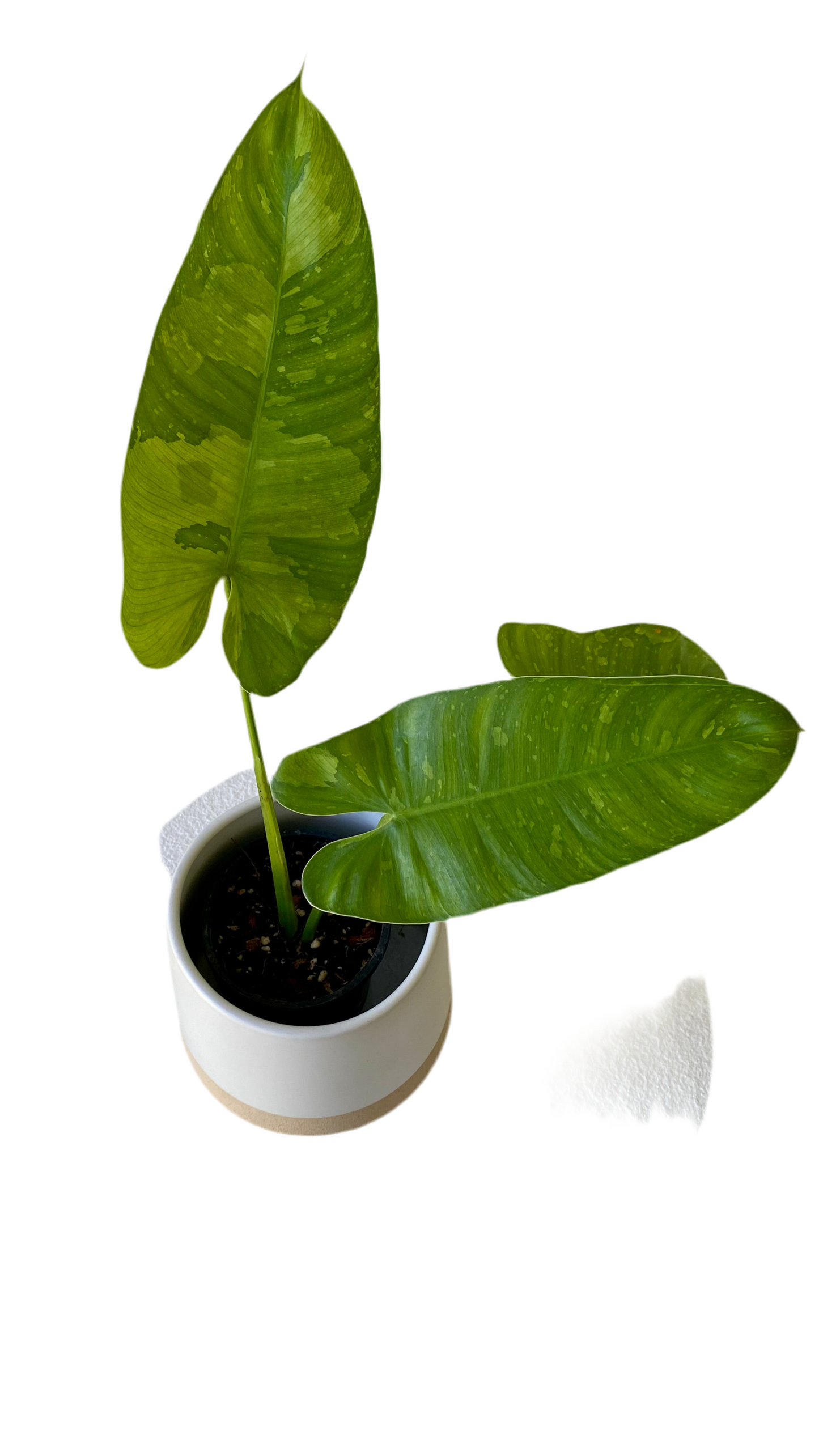 Philodendron Jose Buono