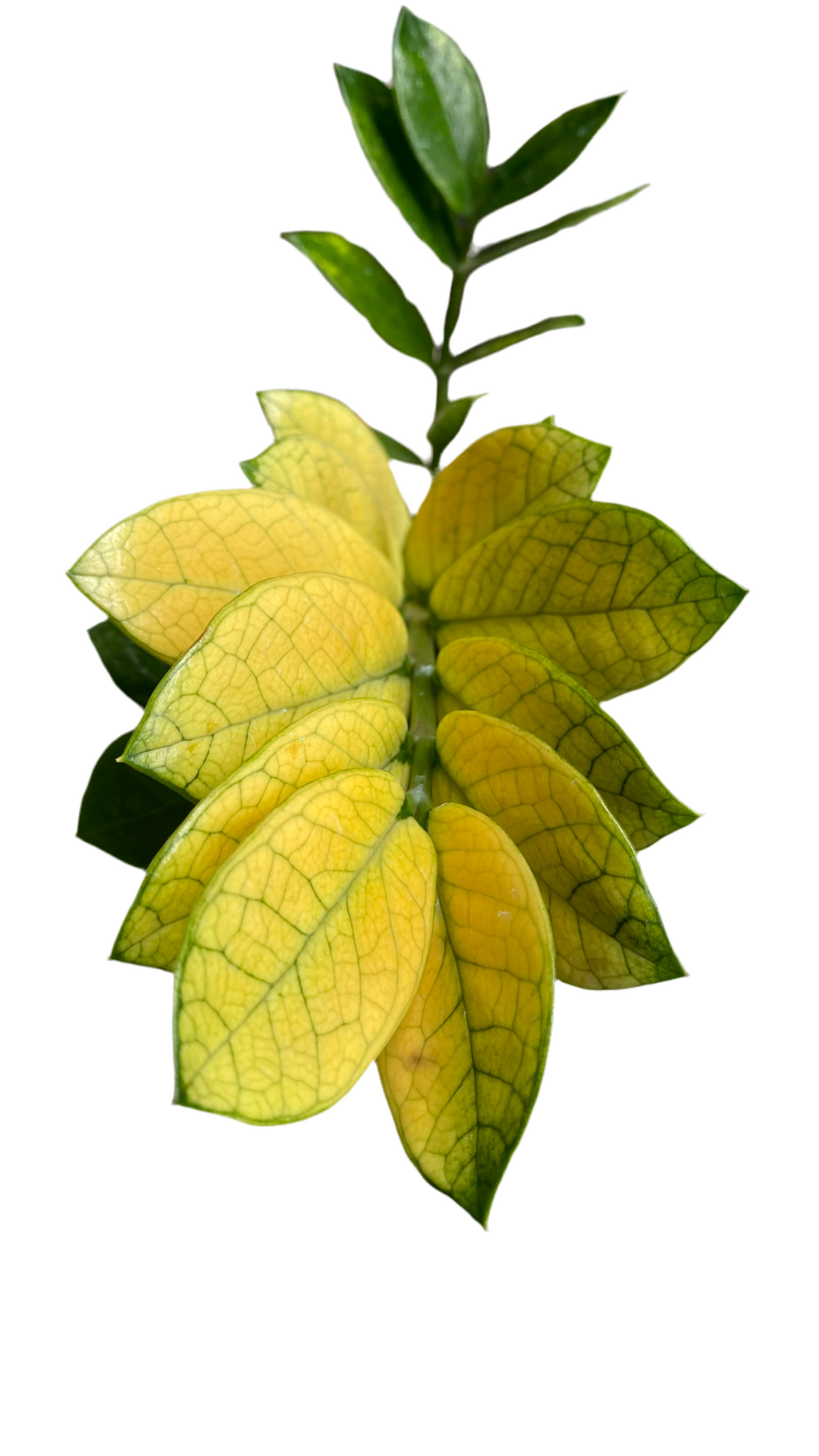 Zamioculcas Zamiifolia - Akebono