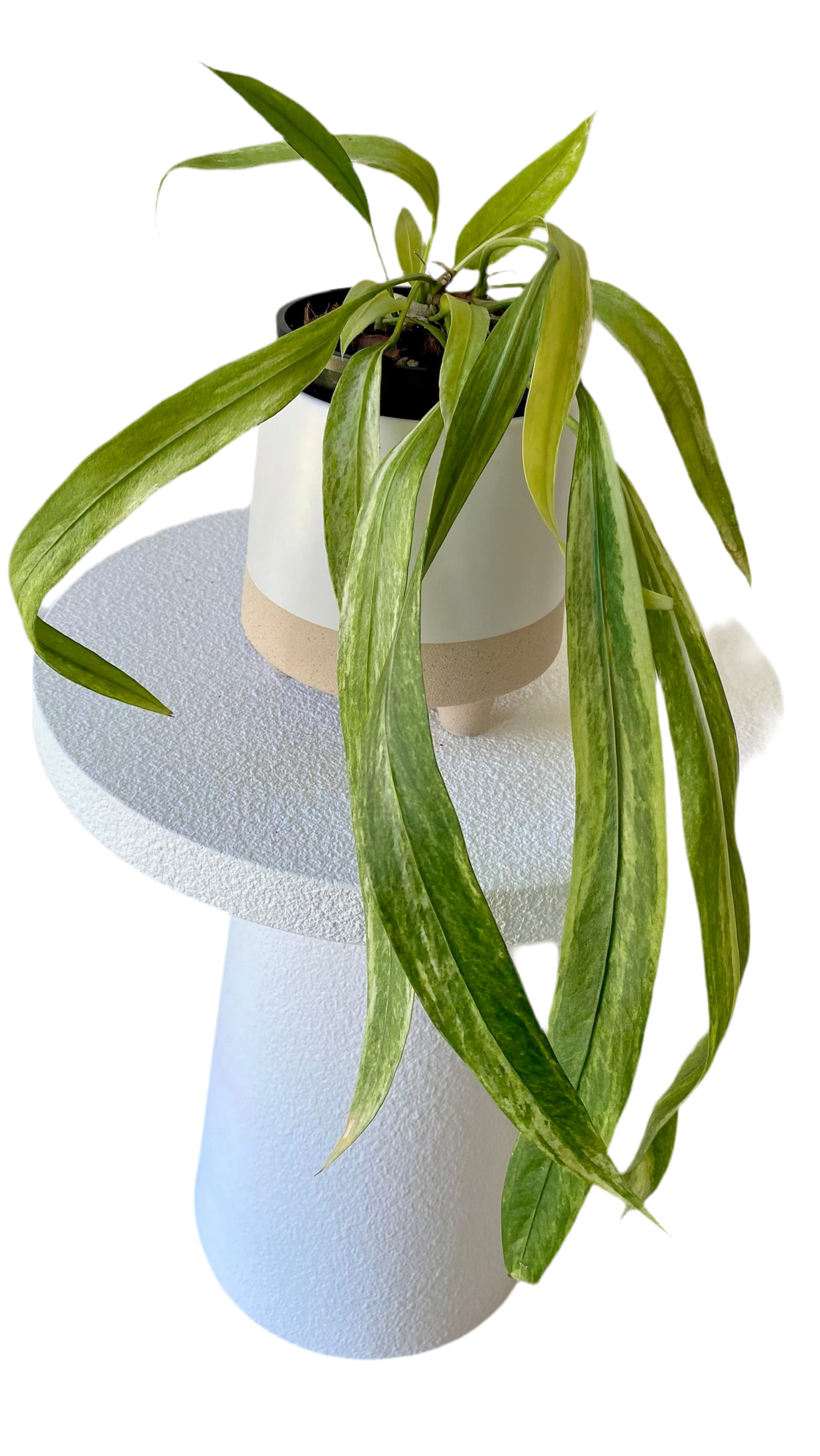 Anthurium Vittarifolium Variegated