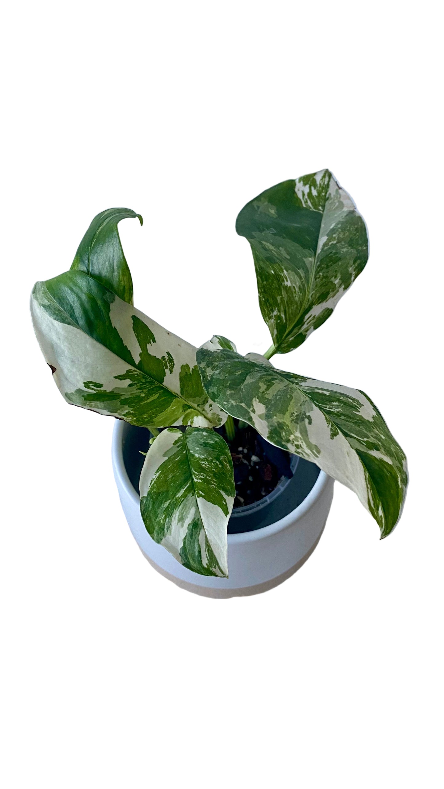 Monstera Lechleriana Variegated
