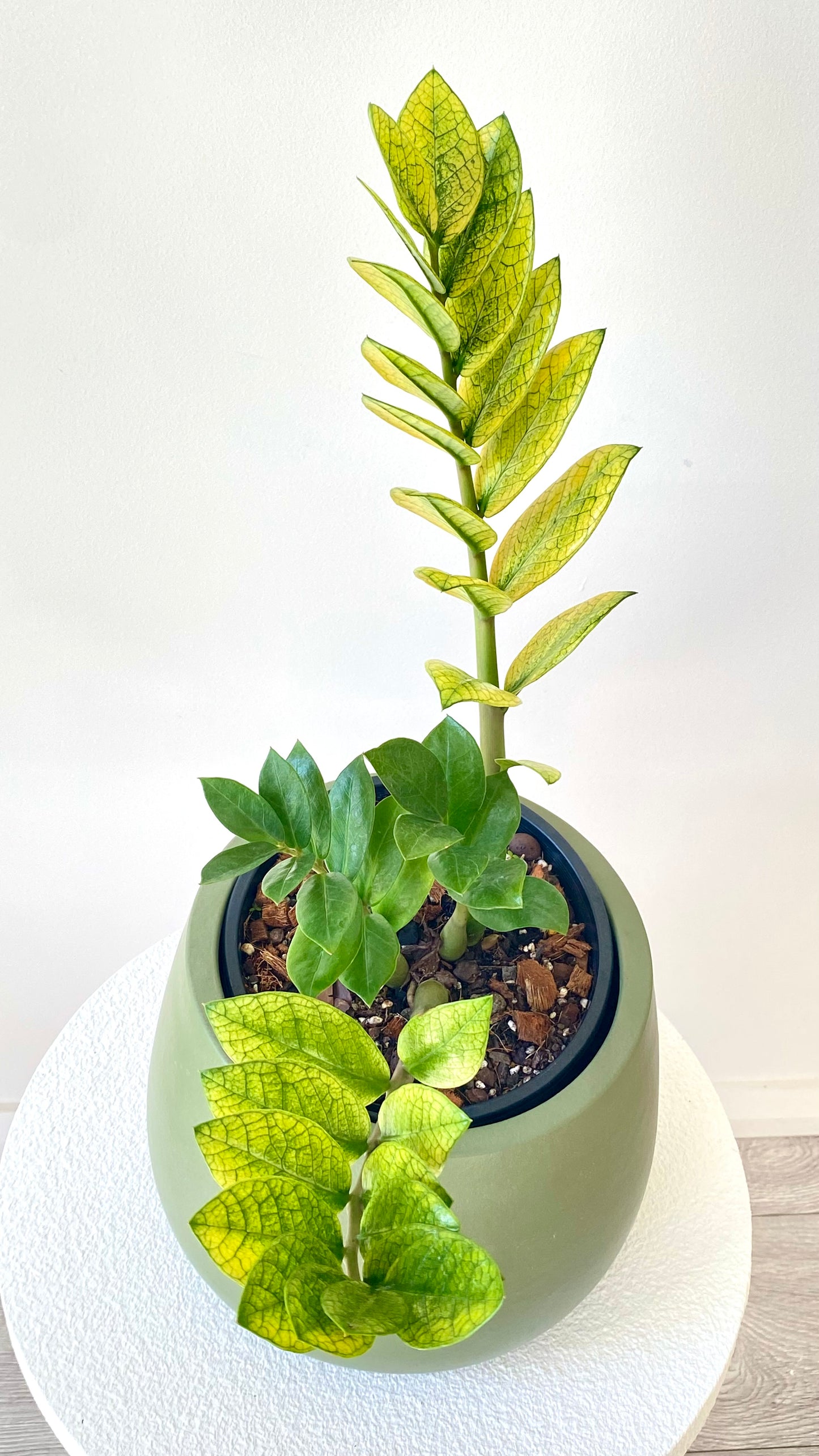 Zamioculcas Zamiifolia - Akebono