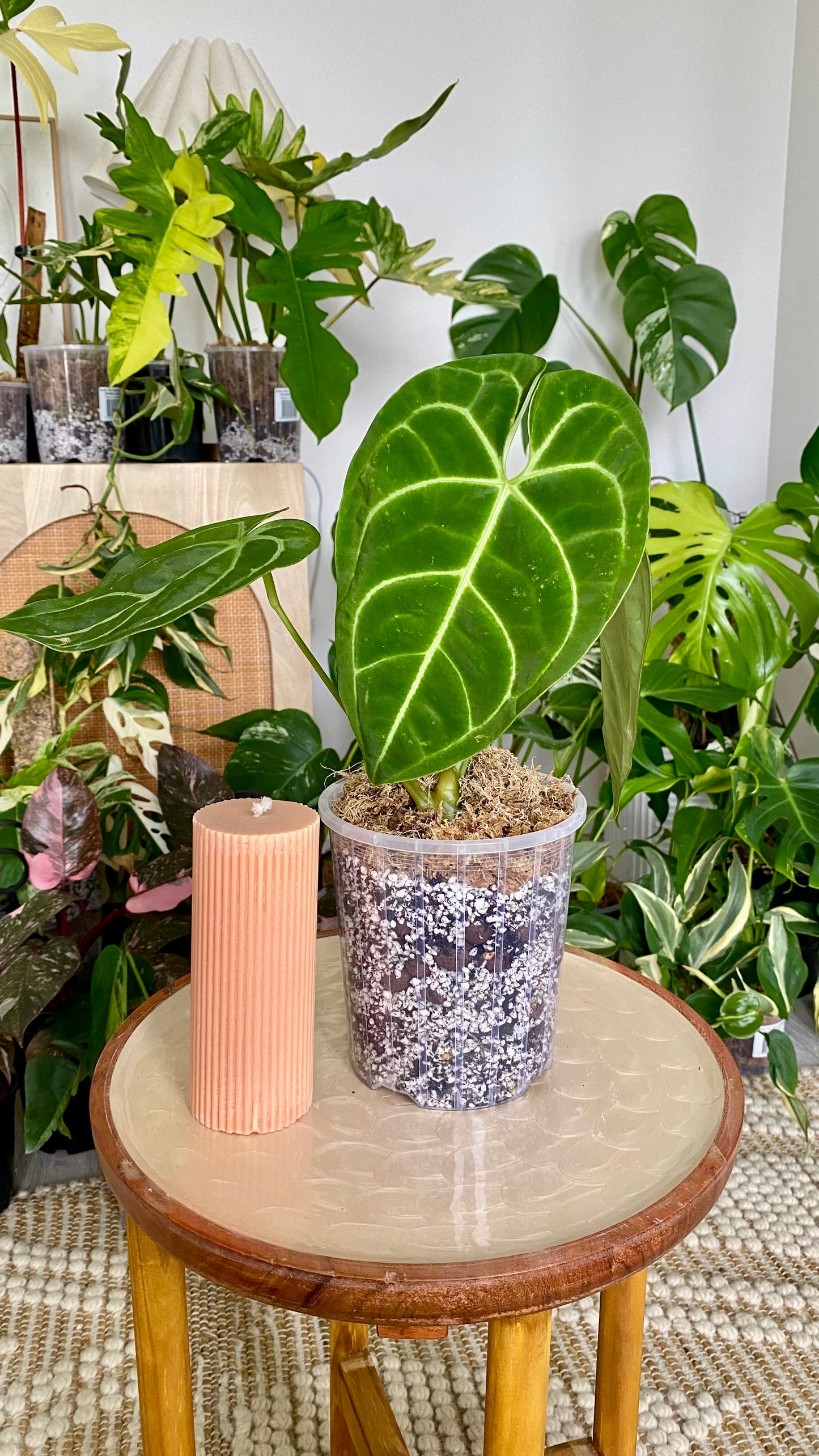 Anthurium Regale