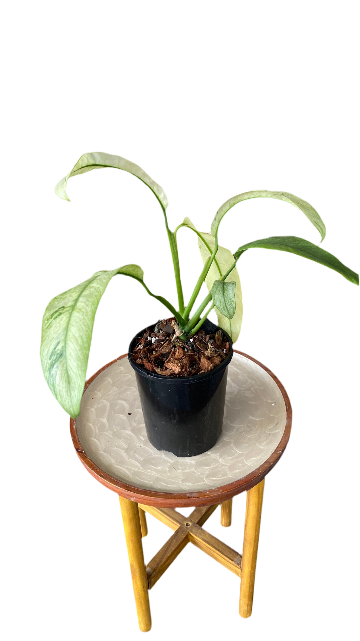 Epipremnum Giganteum Variegated
