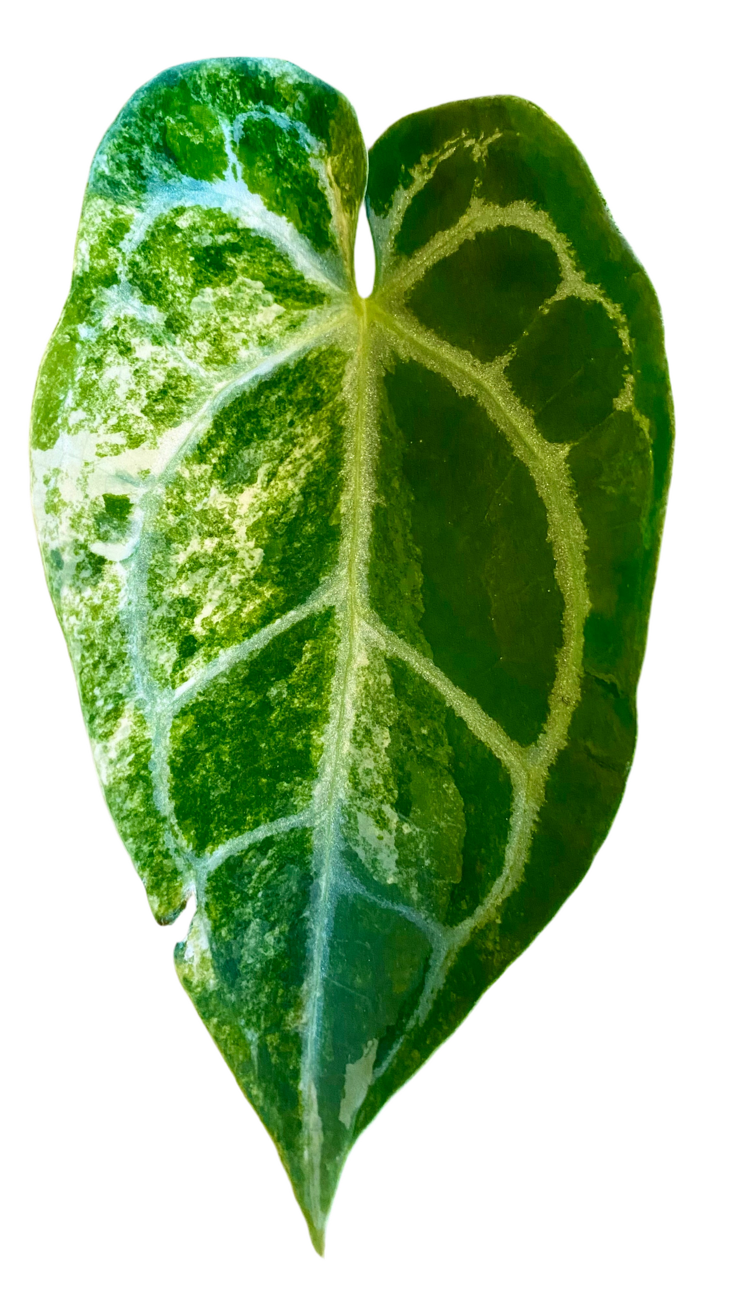 Anthurium Crystallinum hybrid Variegated