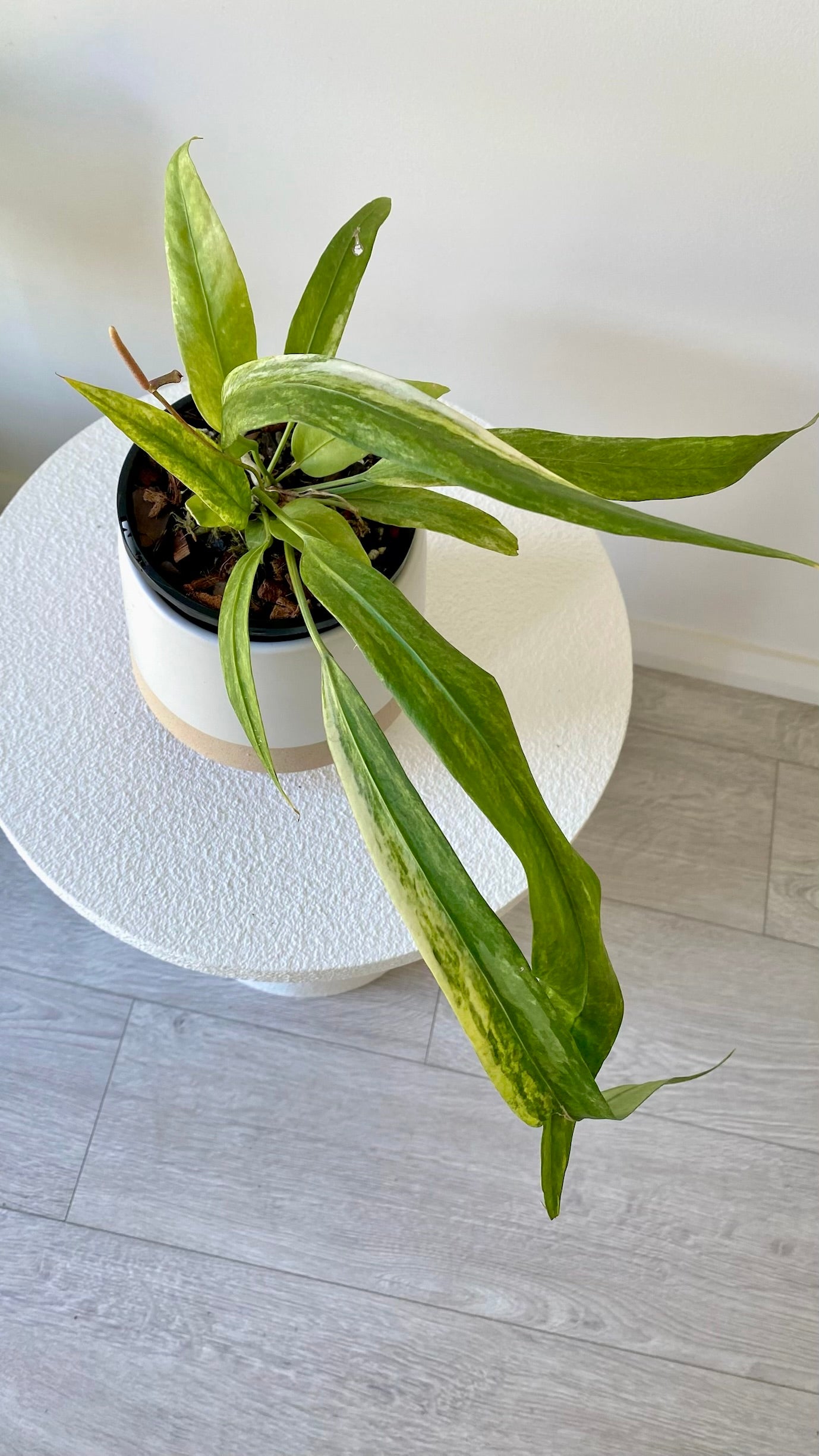 Anthurium Vittarifolium Variegated