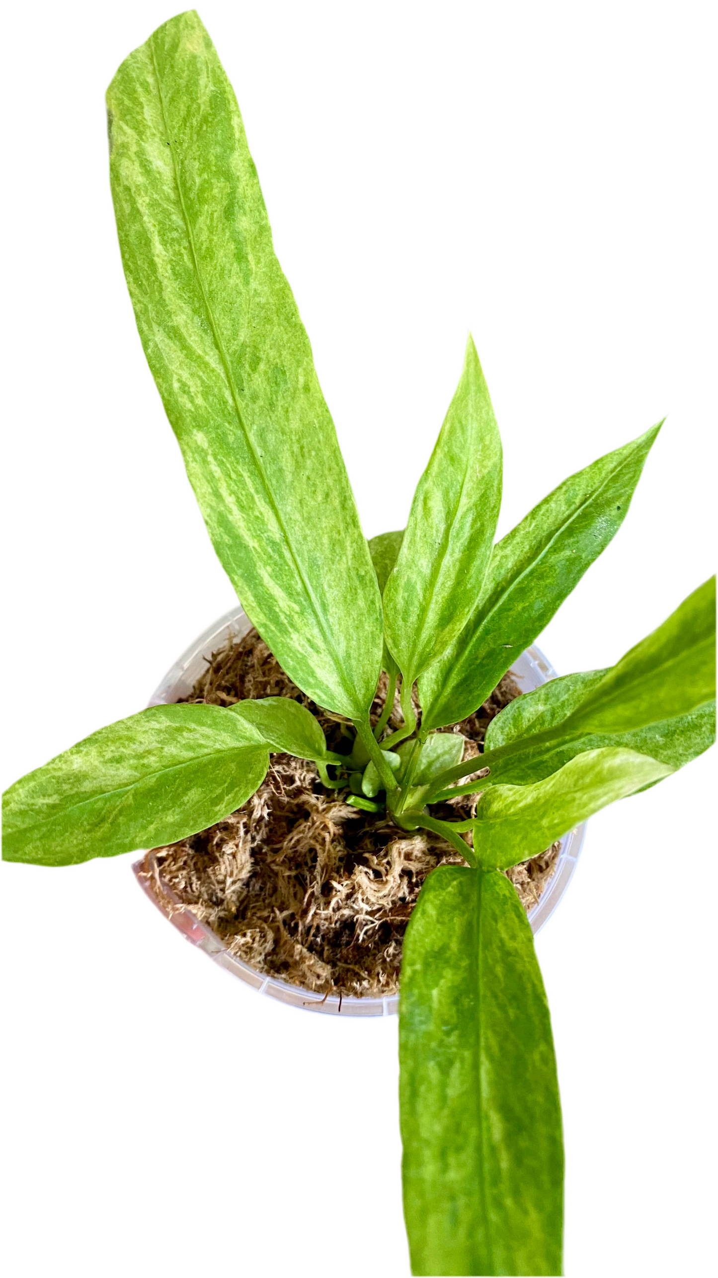 Anthurium Vittarifolium Variegated
