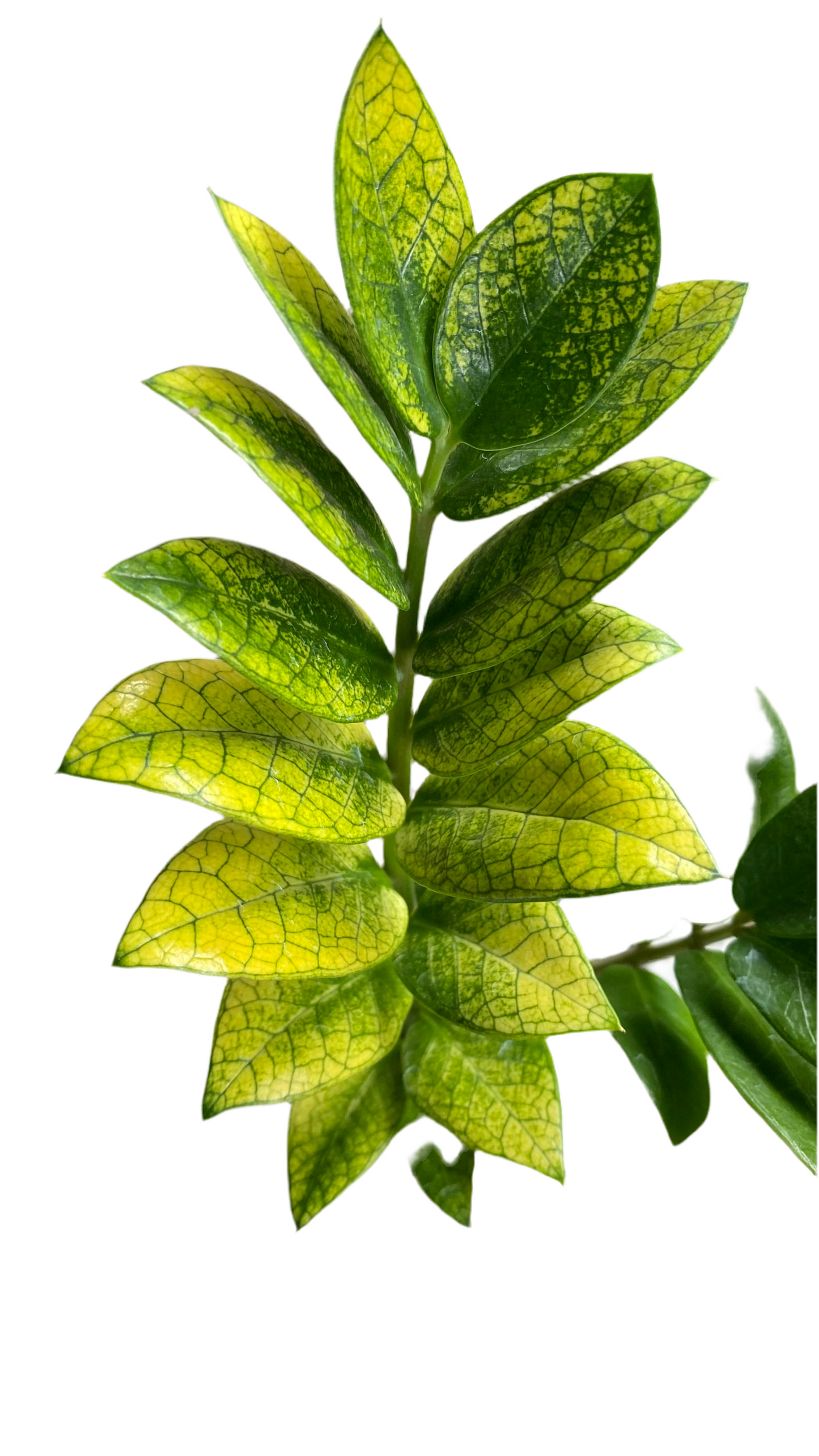 Zamioculcas Zamiifolia - Akebono