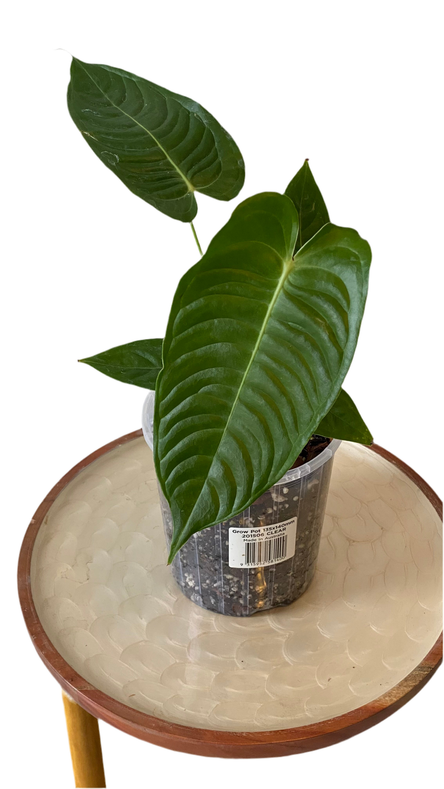 King Anthurium Veitchii - Narrow Form