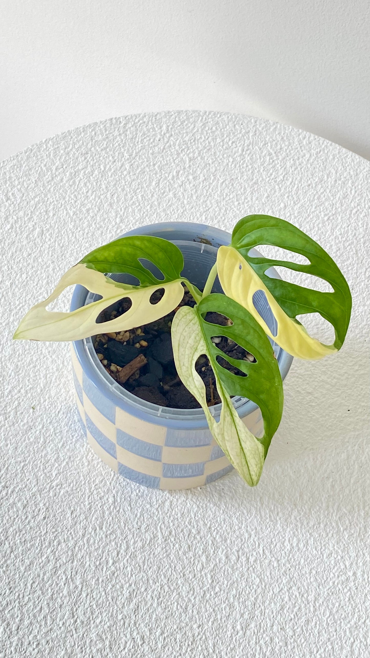 Monstera Adansonii Variegated