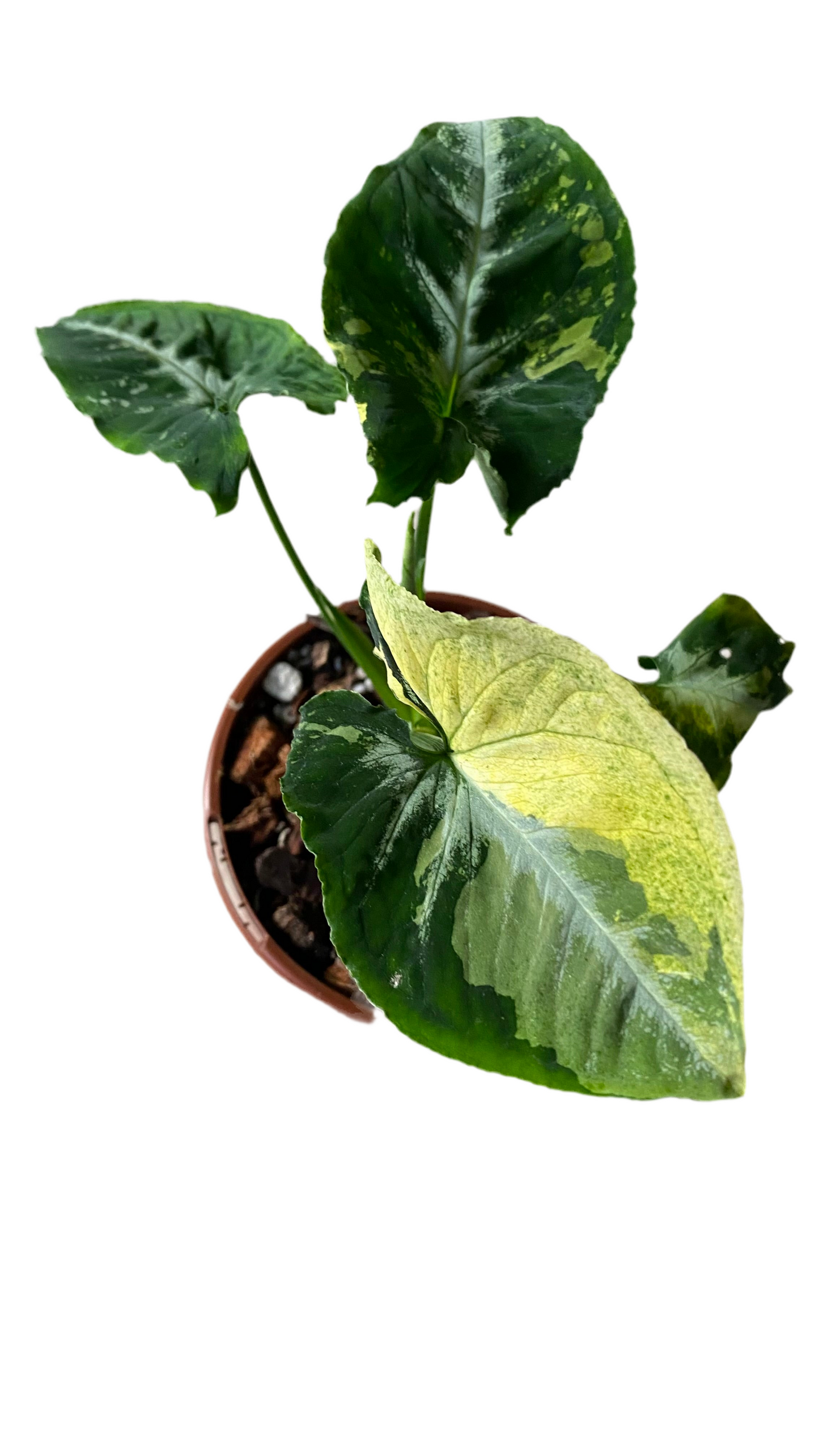 Syngonium Scrambled Eggs