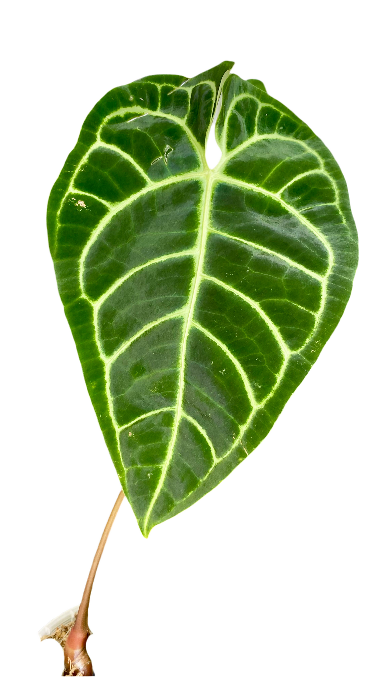 Anthurium Regale