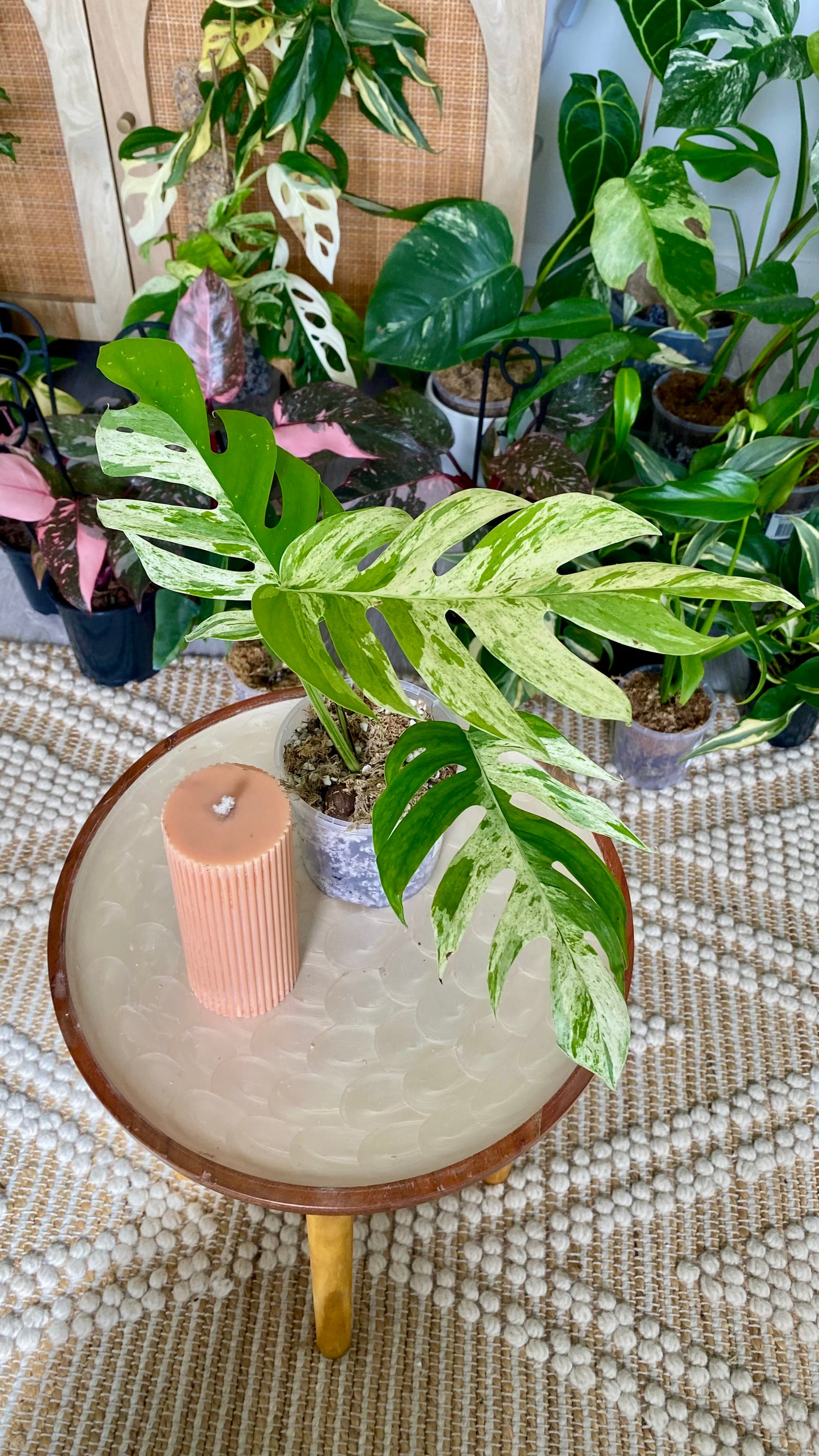 Epipremnum Pinnatum Marble Variegated