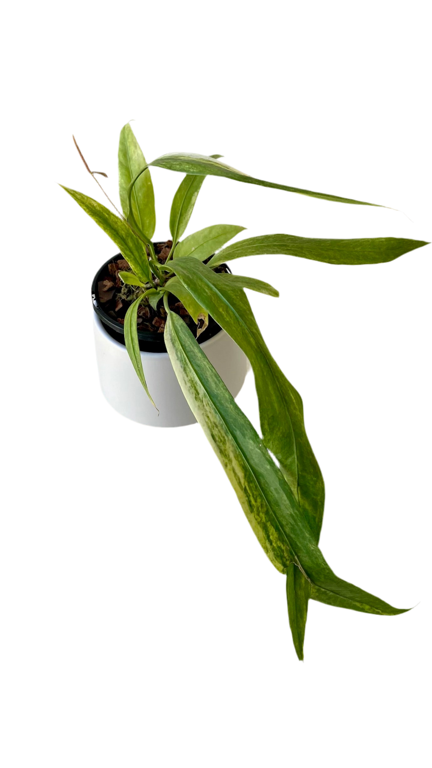 Anthurium Vittarifolium Variegated
