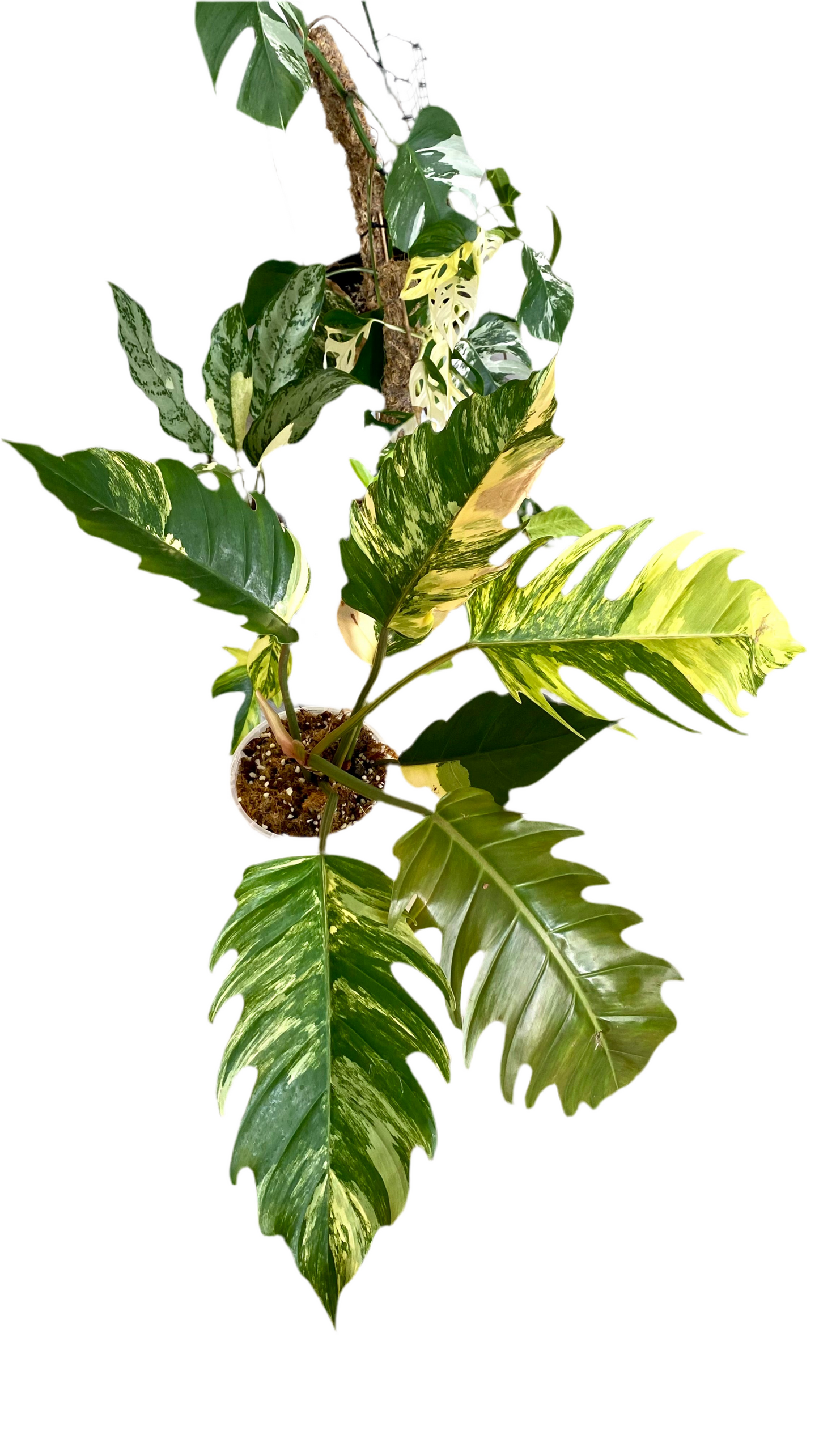 Philodendron Caramel Mable Variegated
