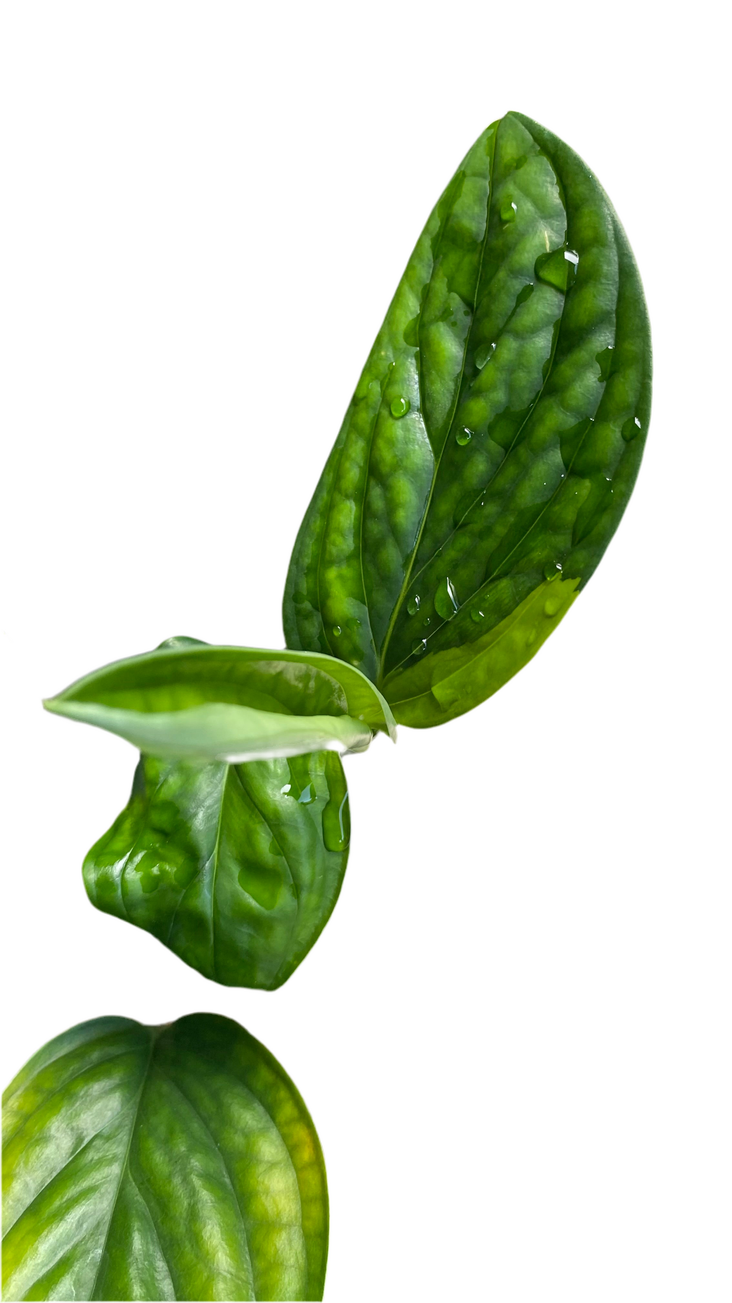 Monstera Peru Variegated