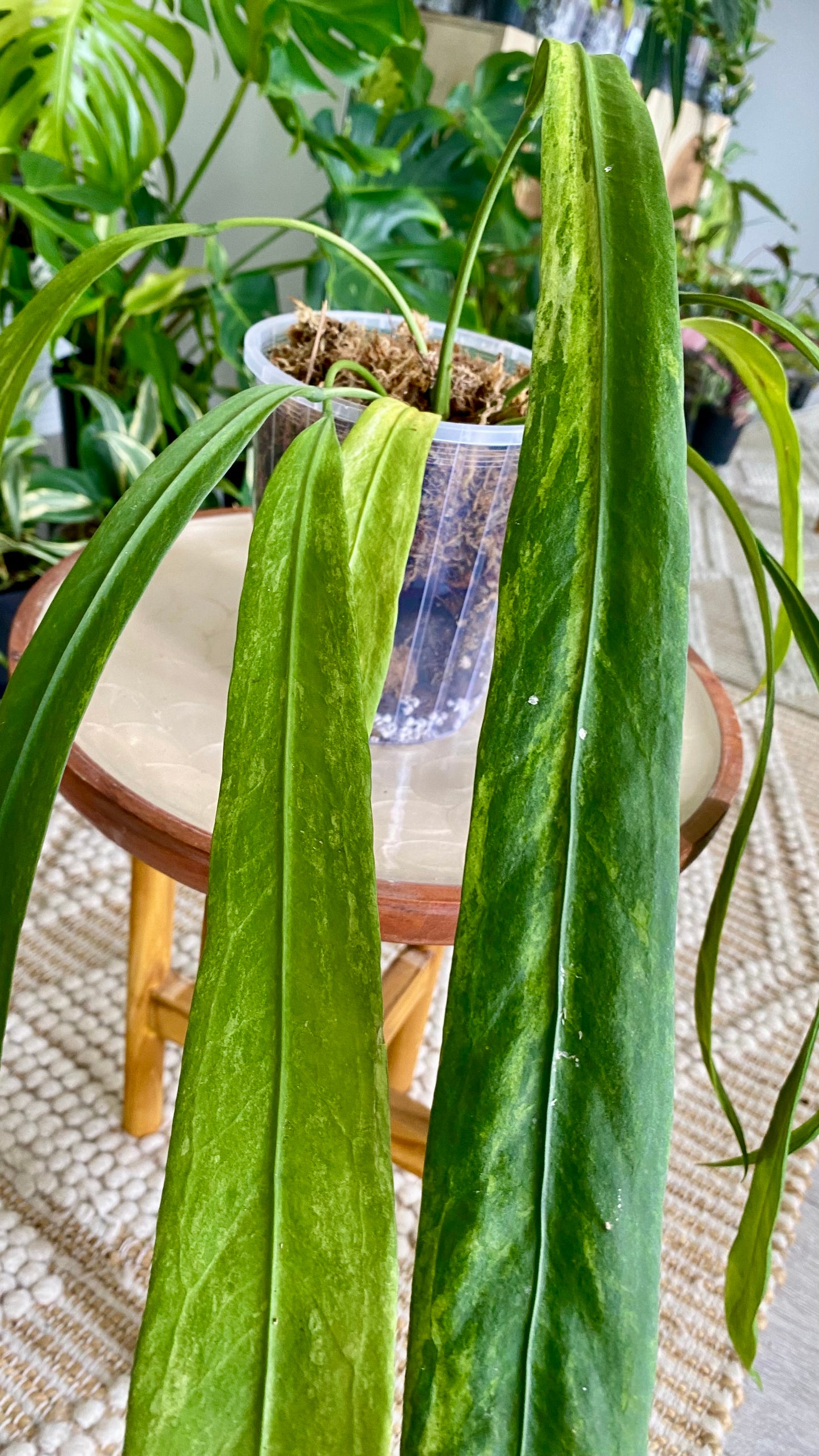 Anthurium Vittarifolium Variegated