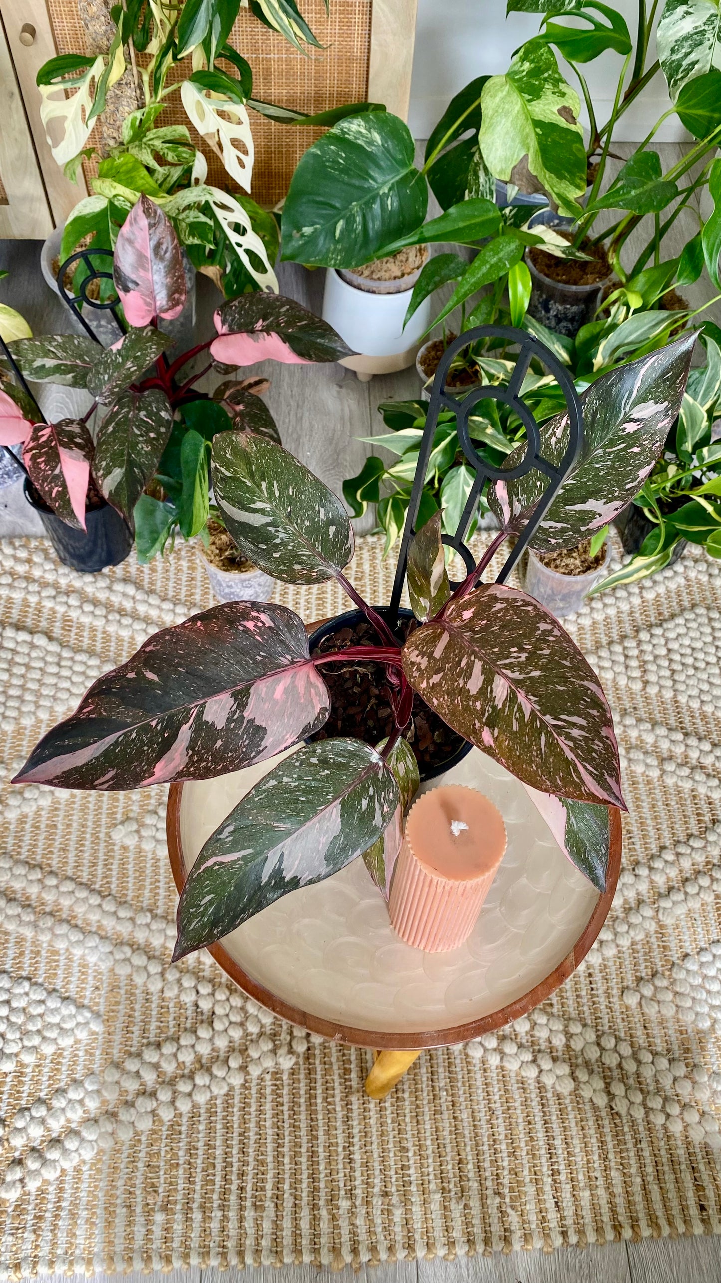 Philodendron Pink Princess Mable Galaxy