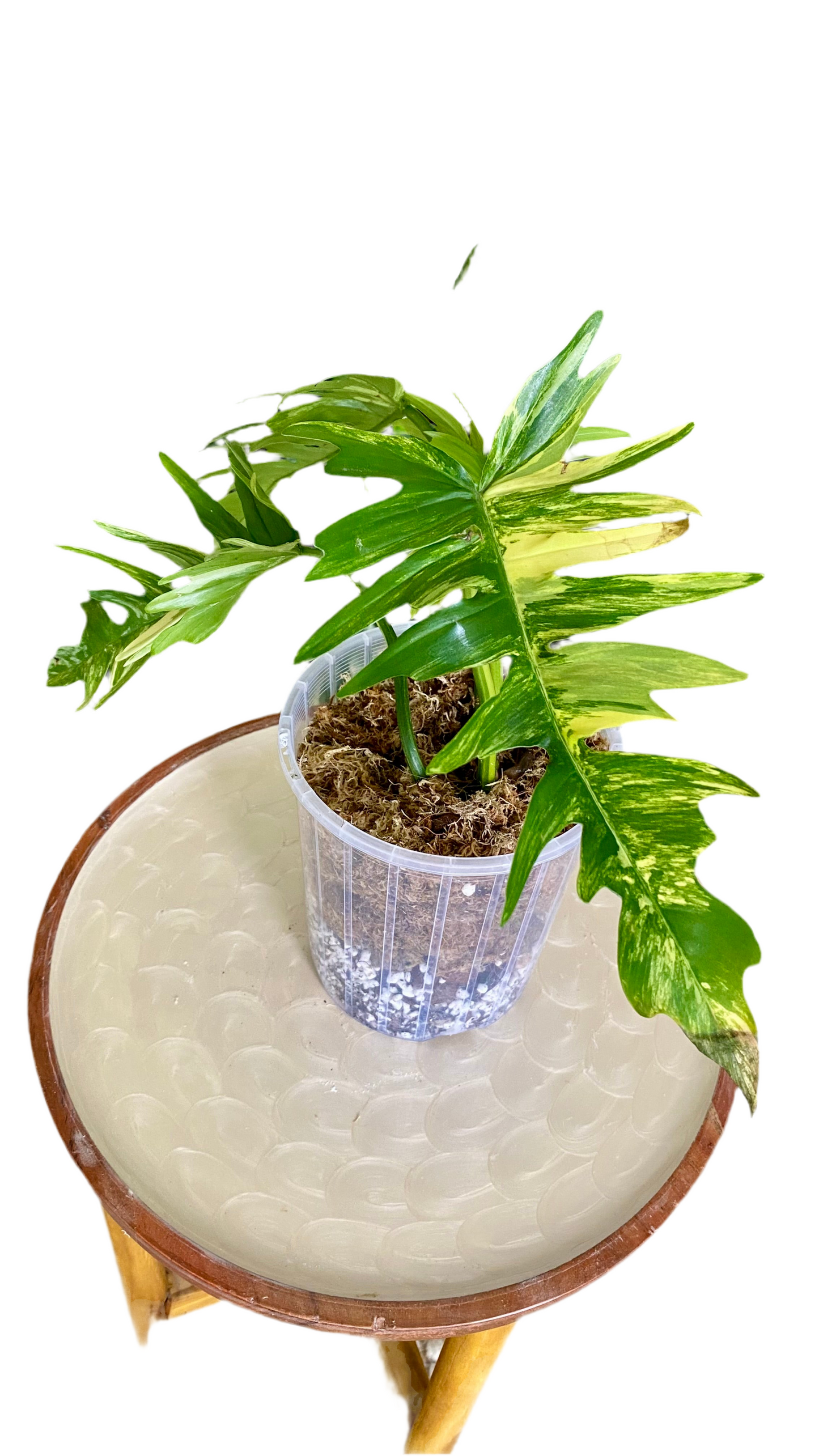 Philodendron Florida Beauty x P. Totum Variegated