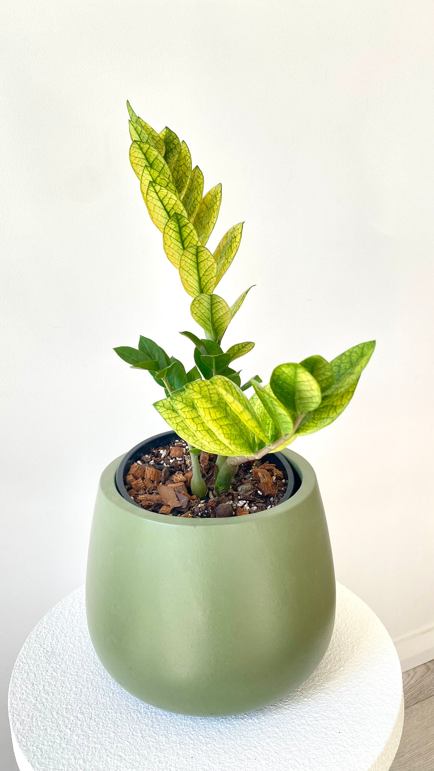 Zamioculcas Zamiifolia - Akebono