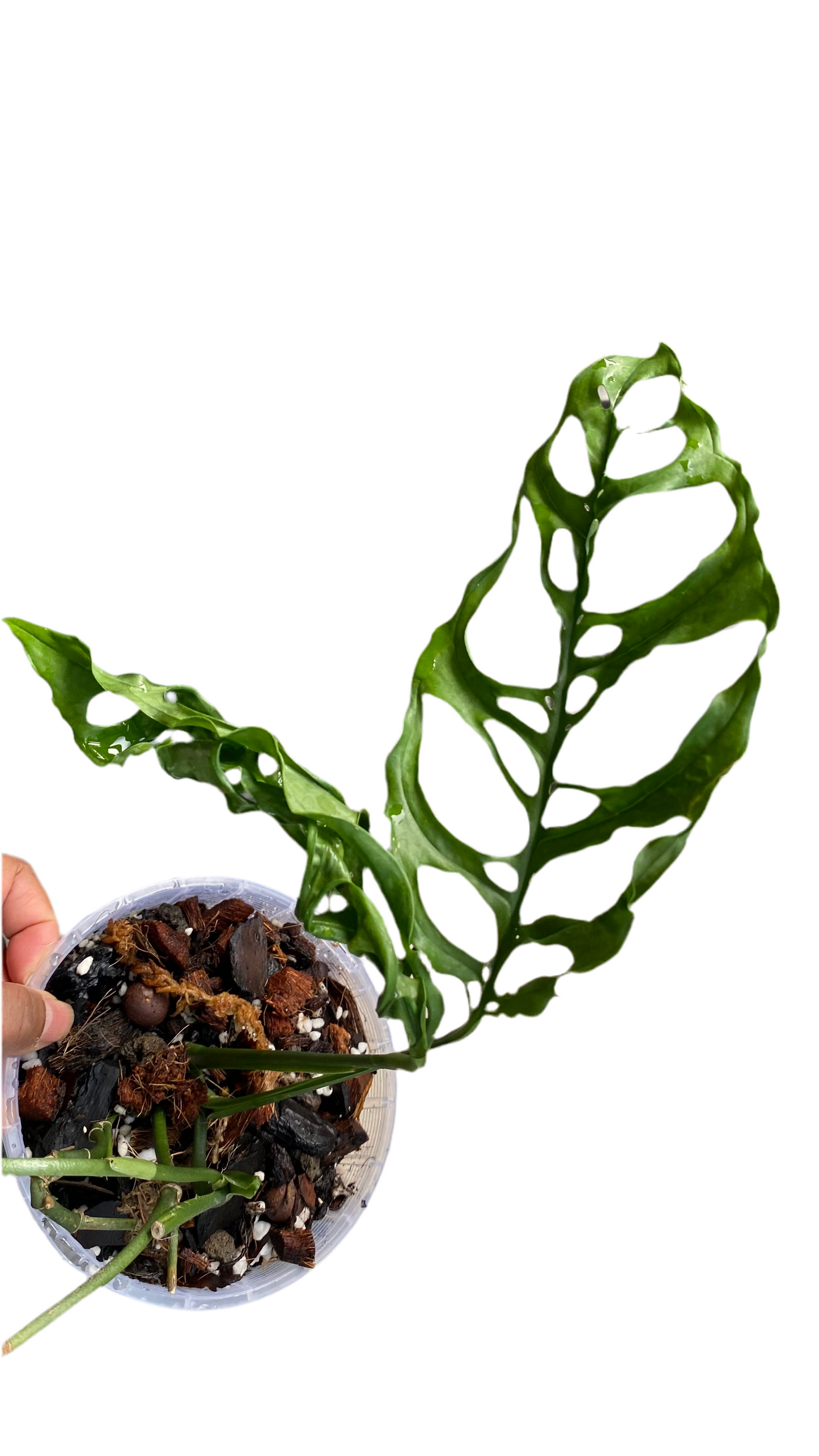 Monstera Obliqua - Peru