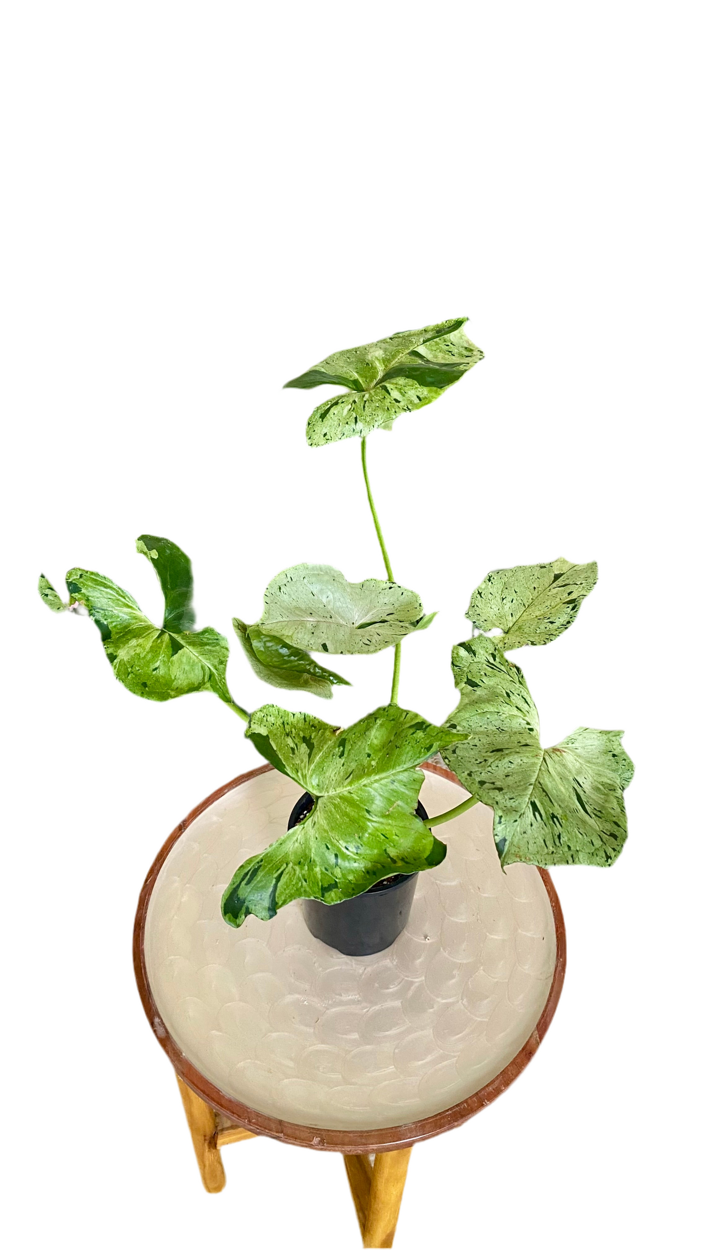 Syngonium Green Splash