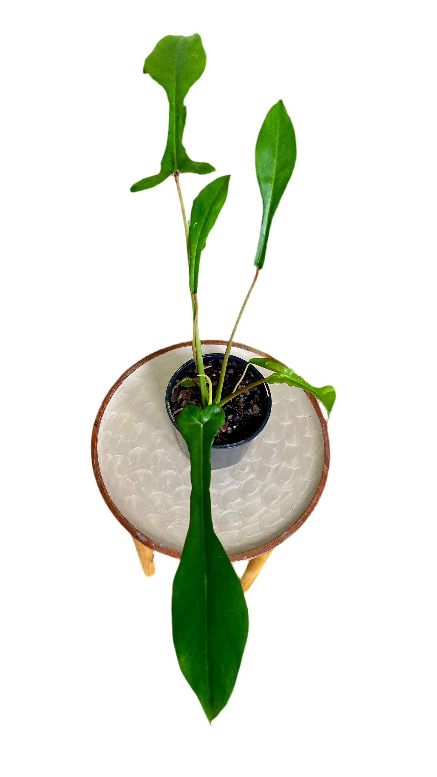 Philodendron Joepii